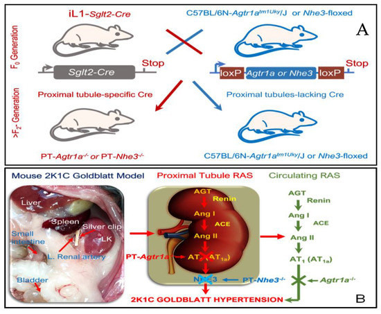 Ijms Free Full Text Genetic Deletion Of At1a Receptor Or Na H