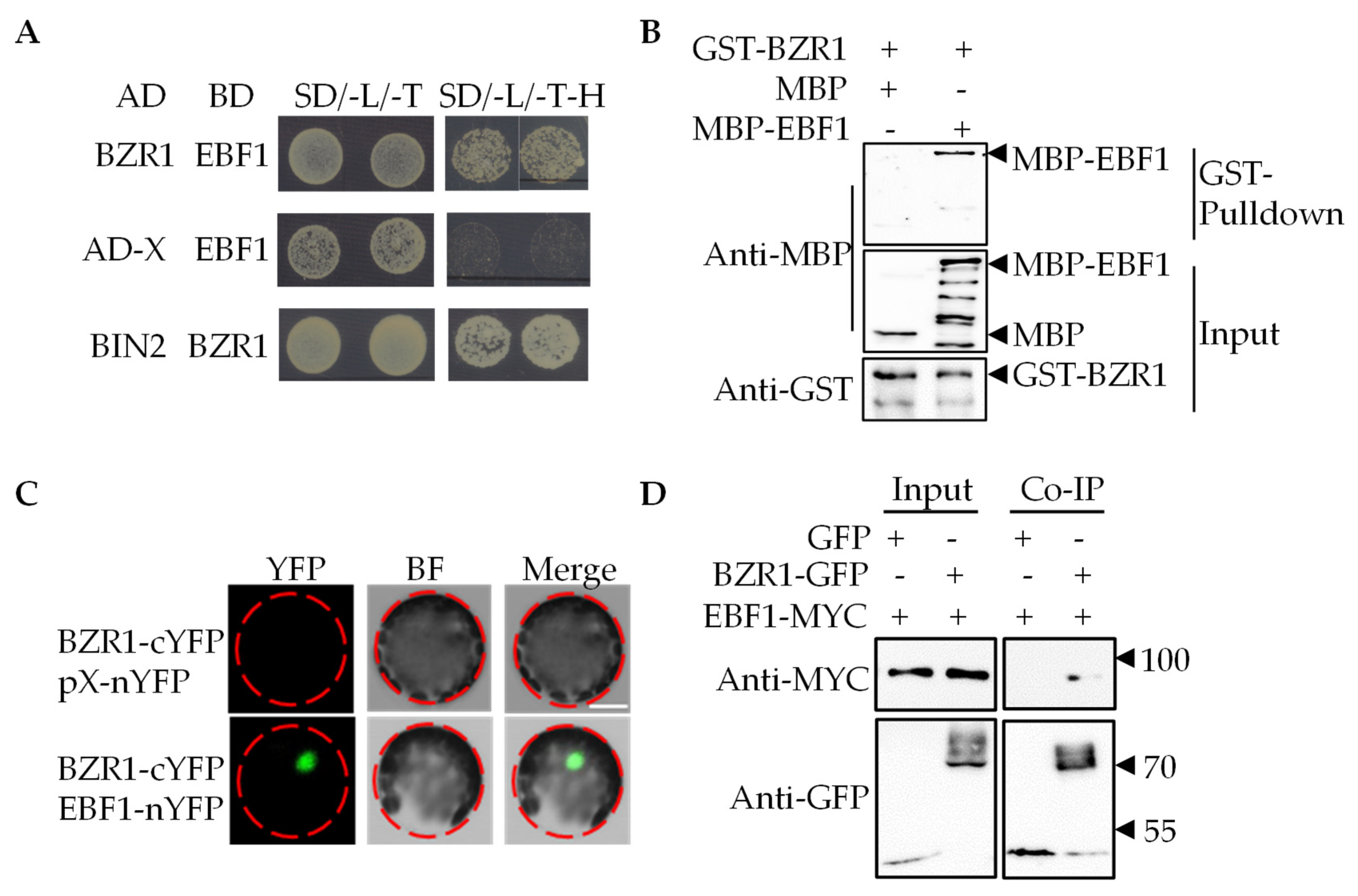 Ijms 23 15889 g002 Ijms 23 15889 g002