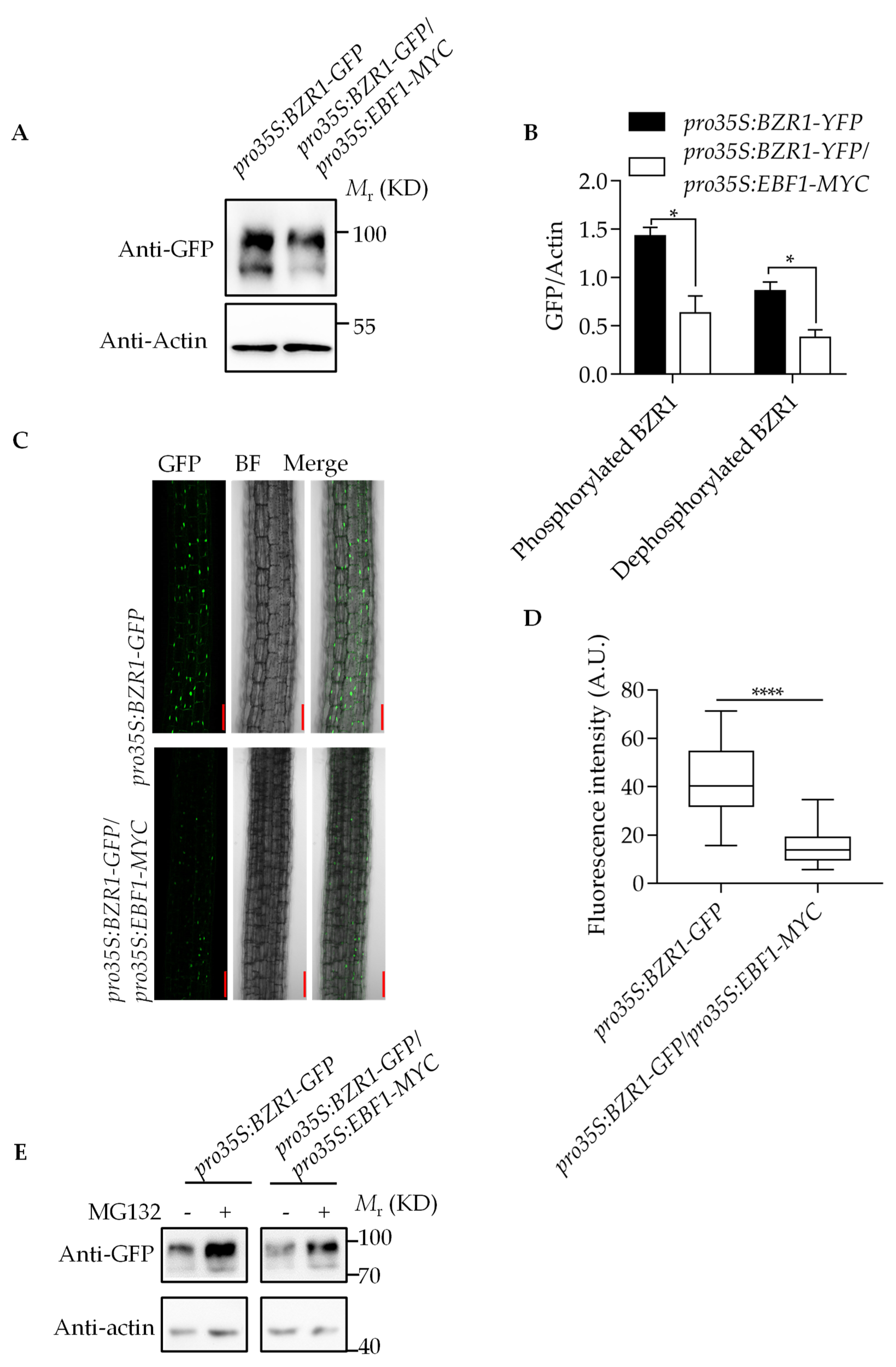 Ijms 23 15889 g004 Ijms 23 15889 g004