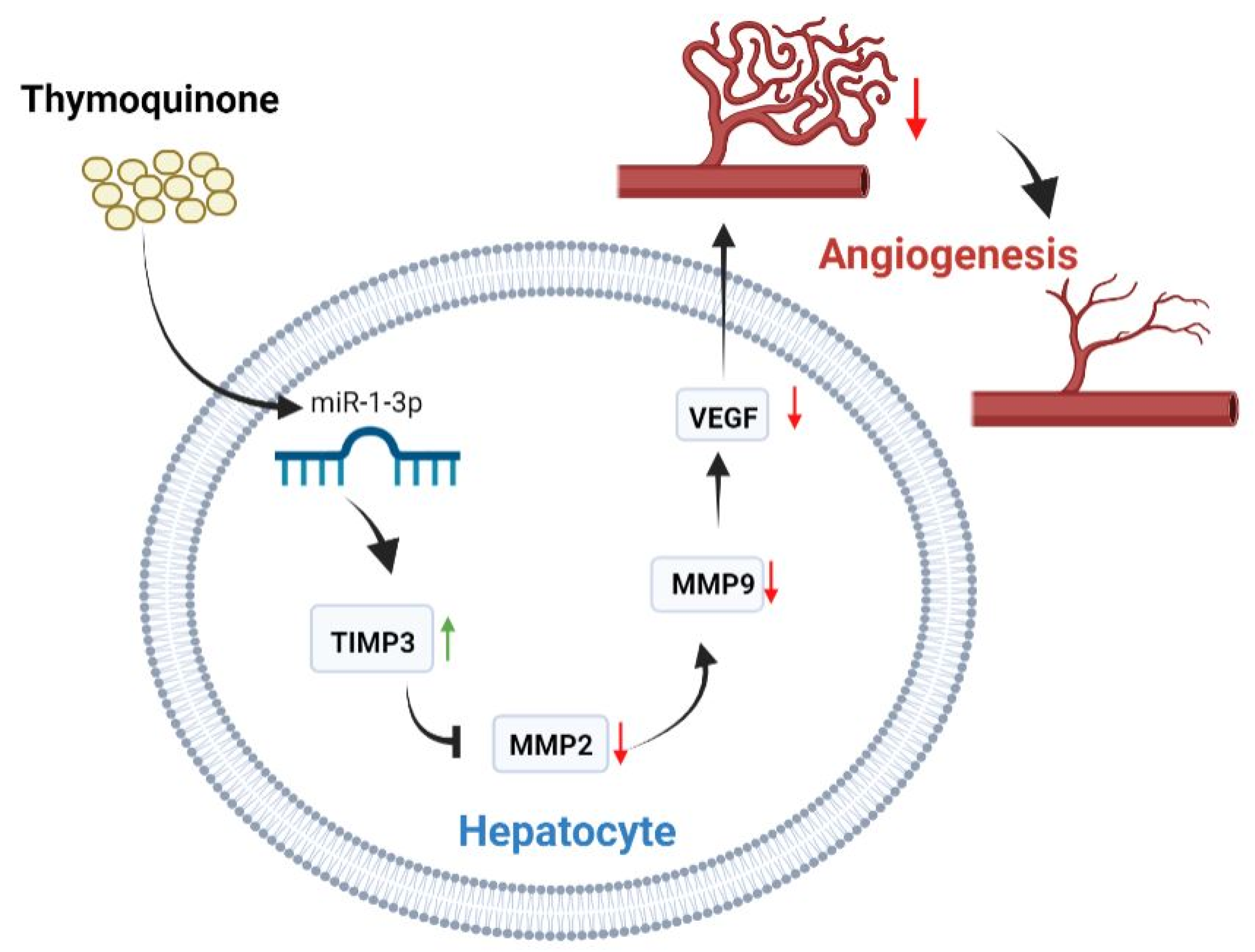 Ijms 23 15904 g005 Ijms 23 15904 g005