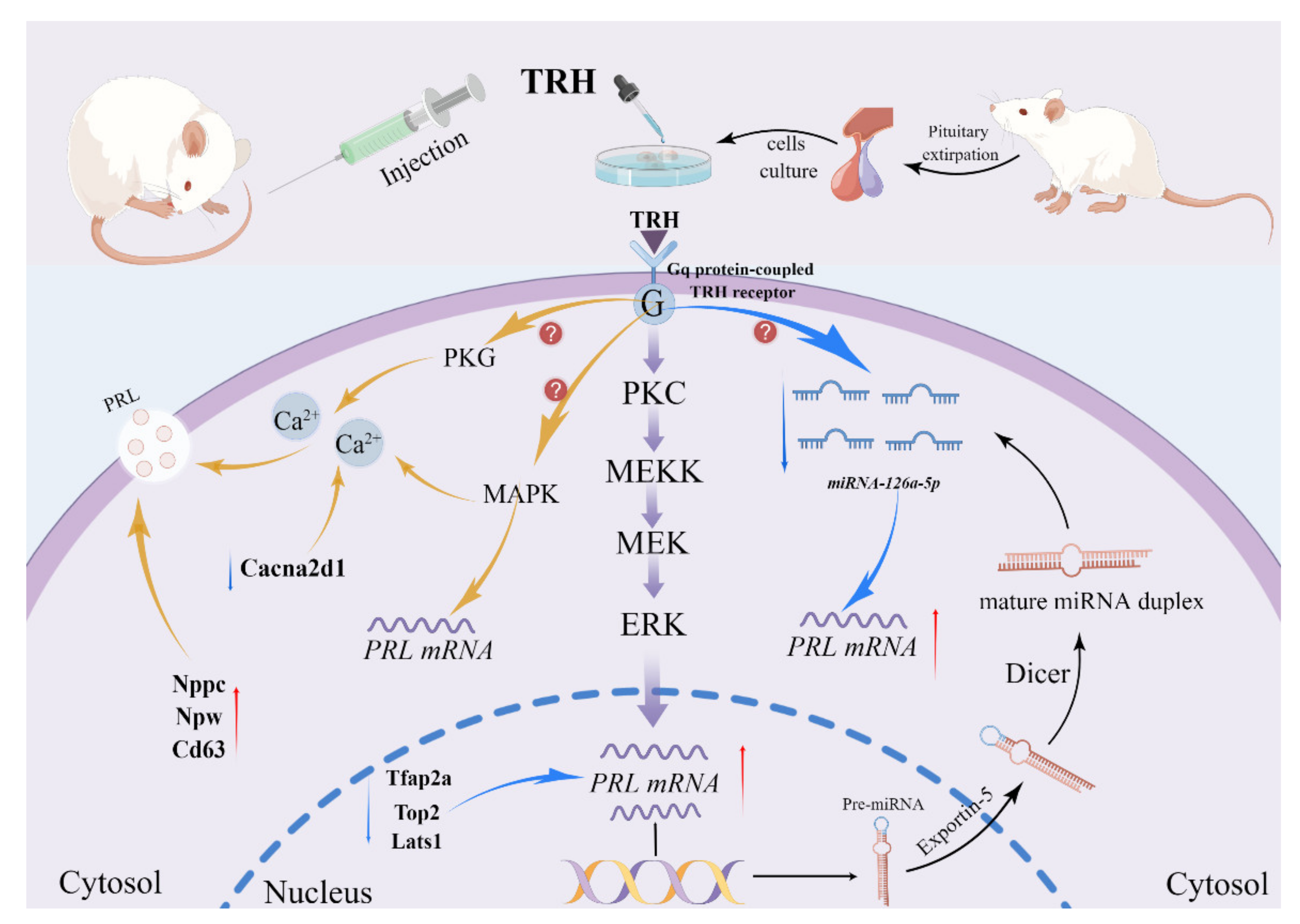 Ijms 23 15914 g006 Ijms 23 15914 g006