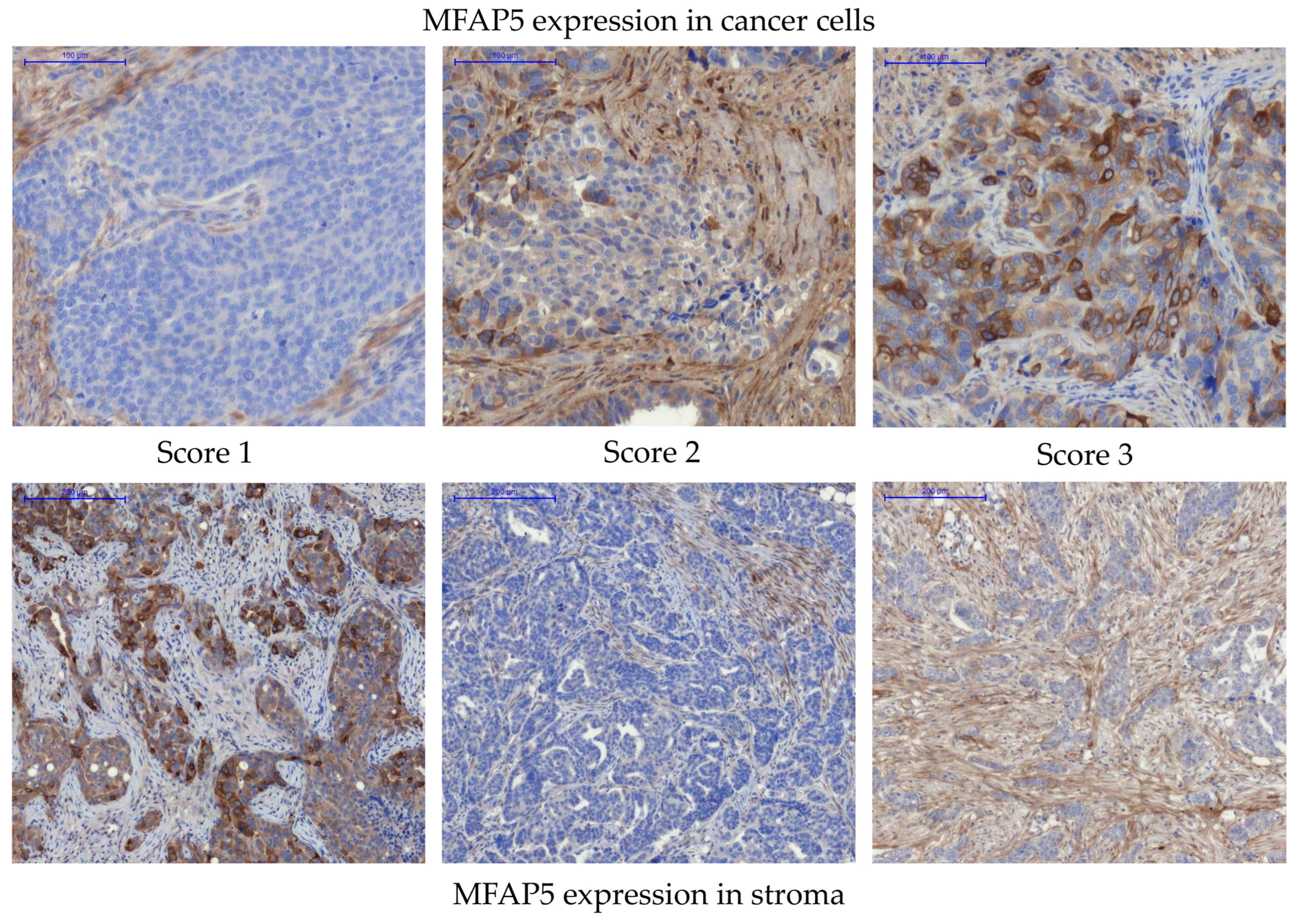 Ijms 23 15994 g003 Ijms 23 15994 g003