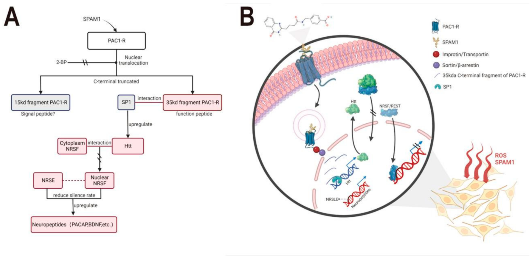 IJMS | Free Full-Text | Novel Small Molecule Positive Allosteric ...