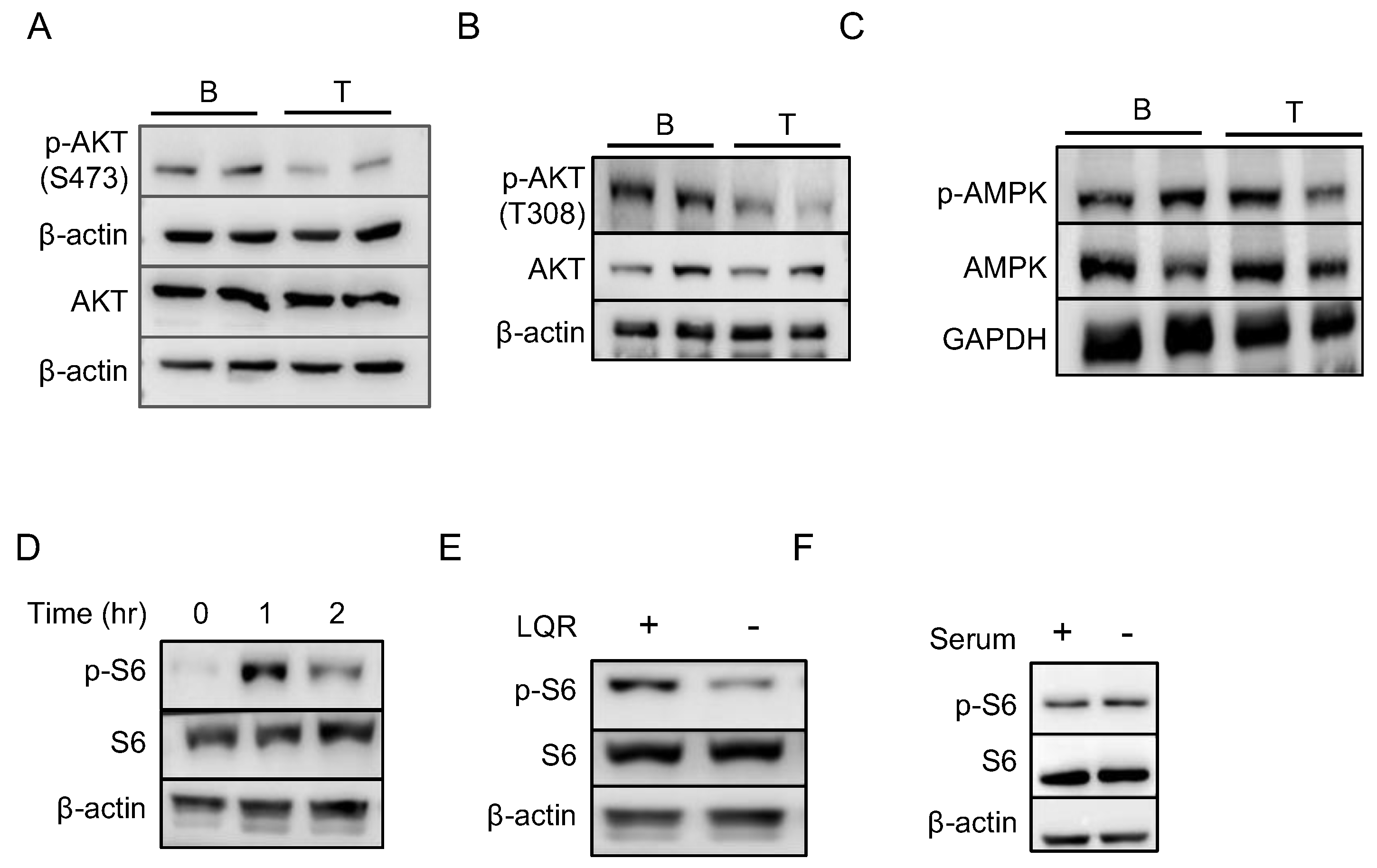 Ijms 23 16017 g005 Ijms 23 16017 g005