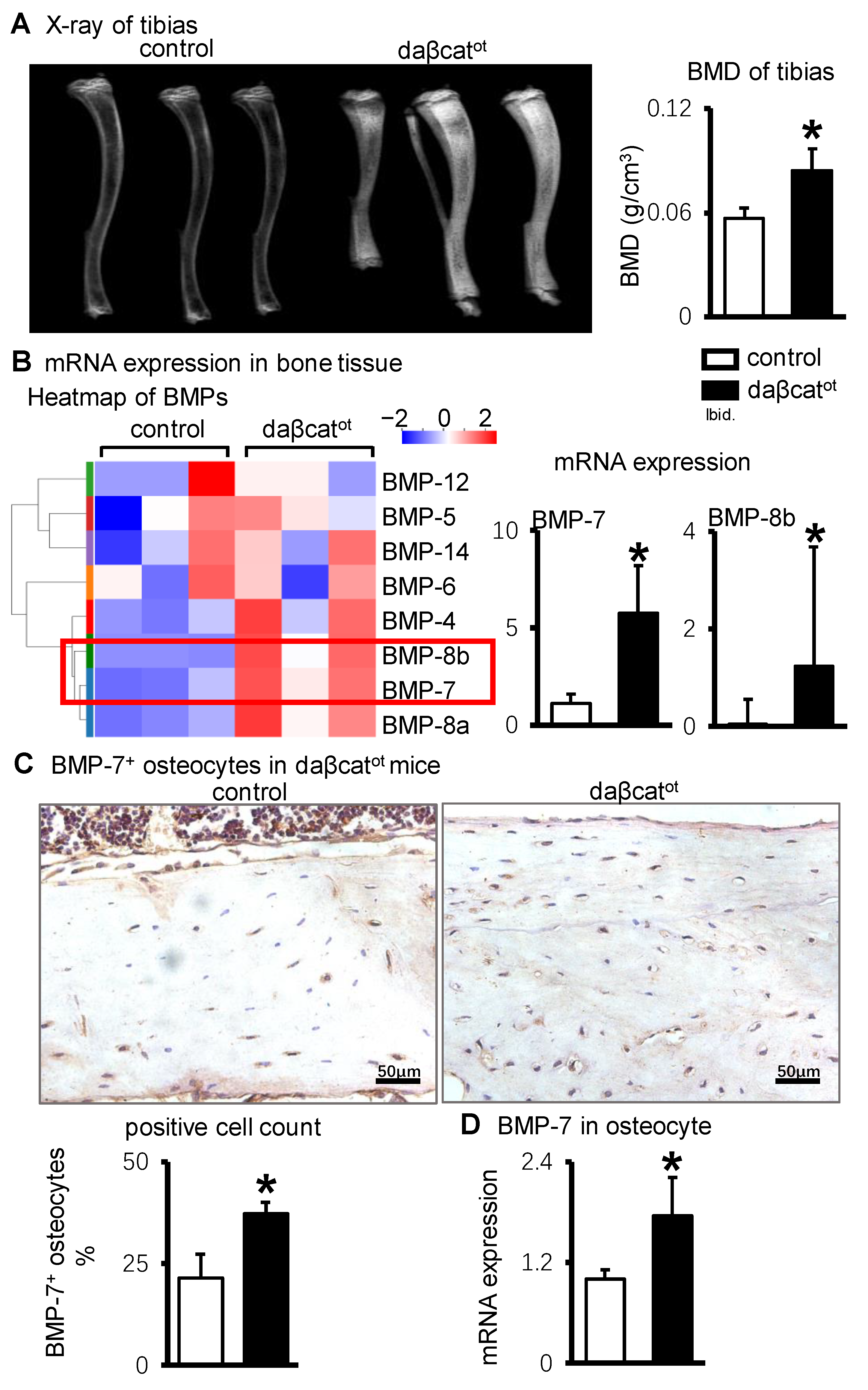 IJMS | Free Full-Text | Activating Wnt/β-Catenin Signaling in 