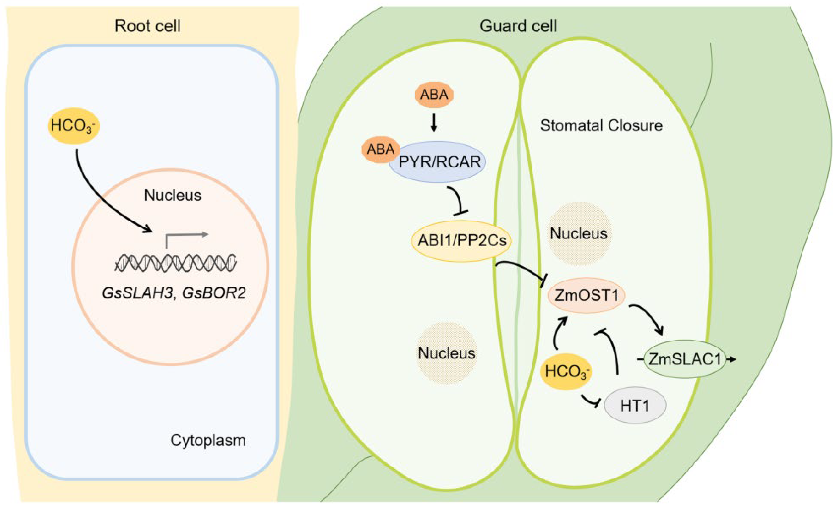 Ijms 23 16048 g003 Ijms 23 16048 g003