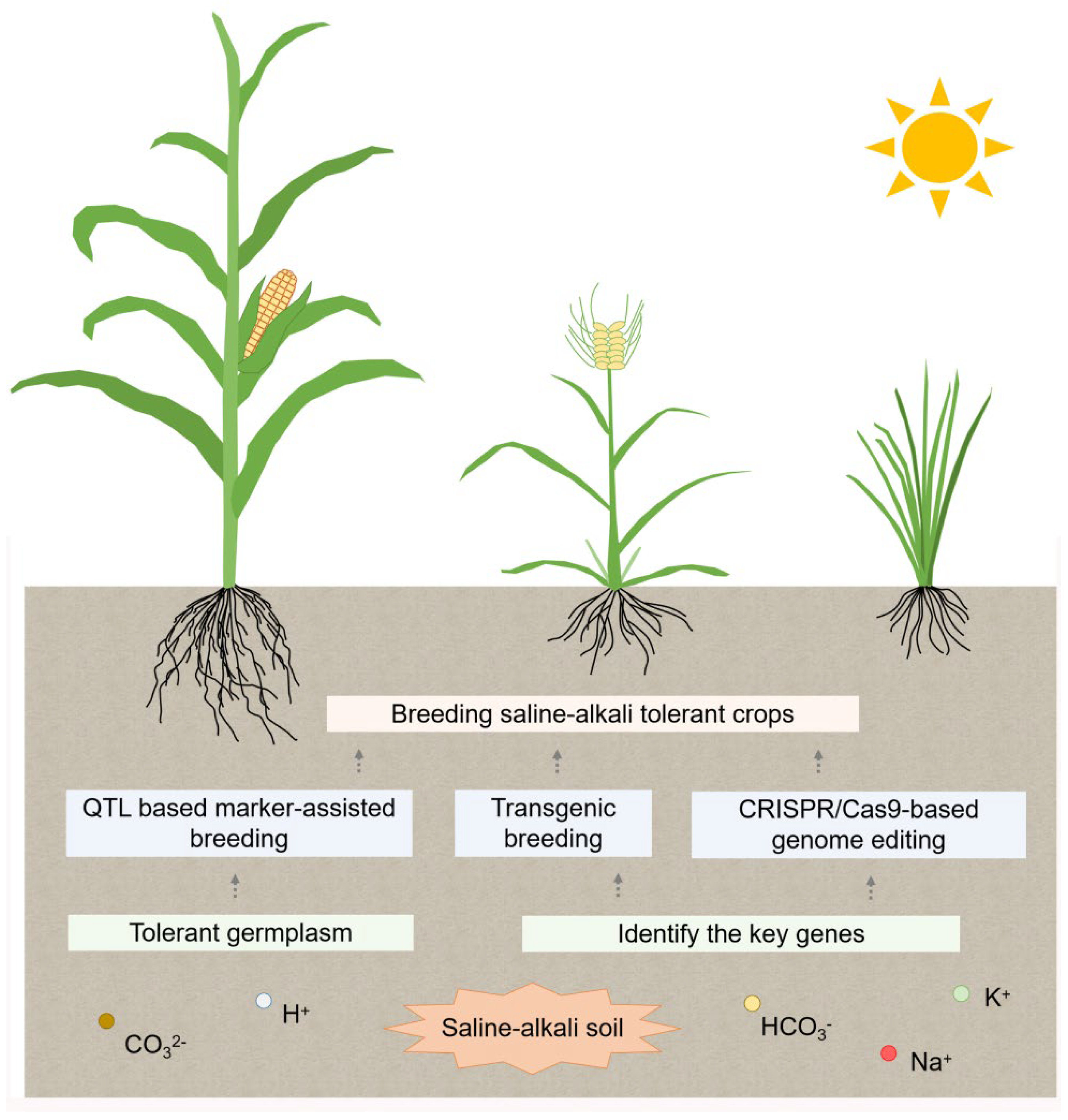 Ijms 23 16048 g004 Ijms 23 16048 g004