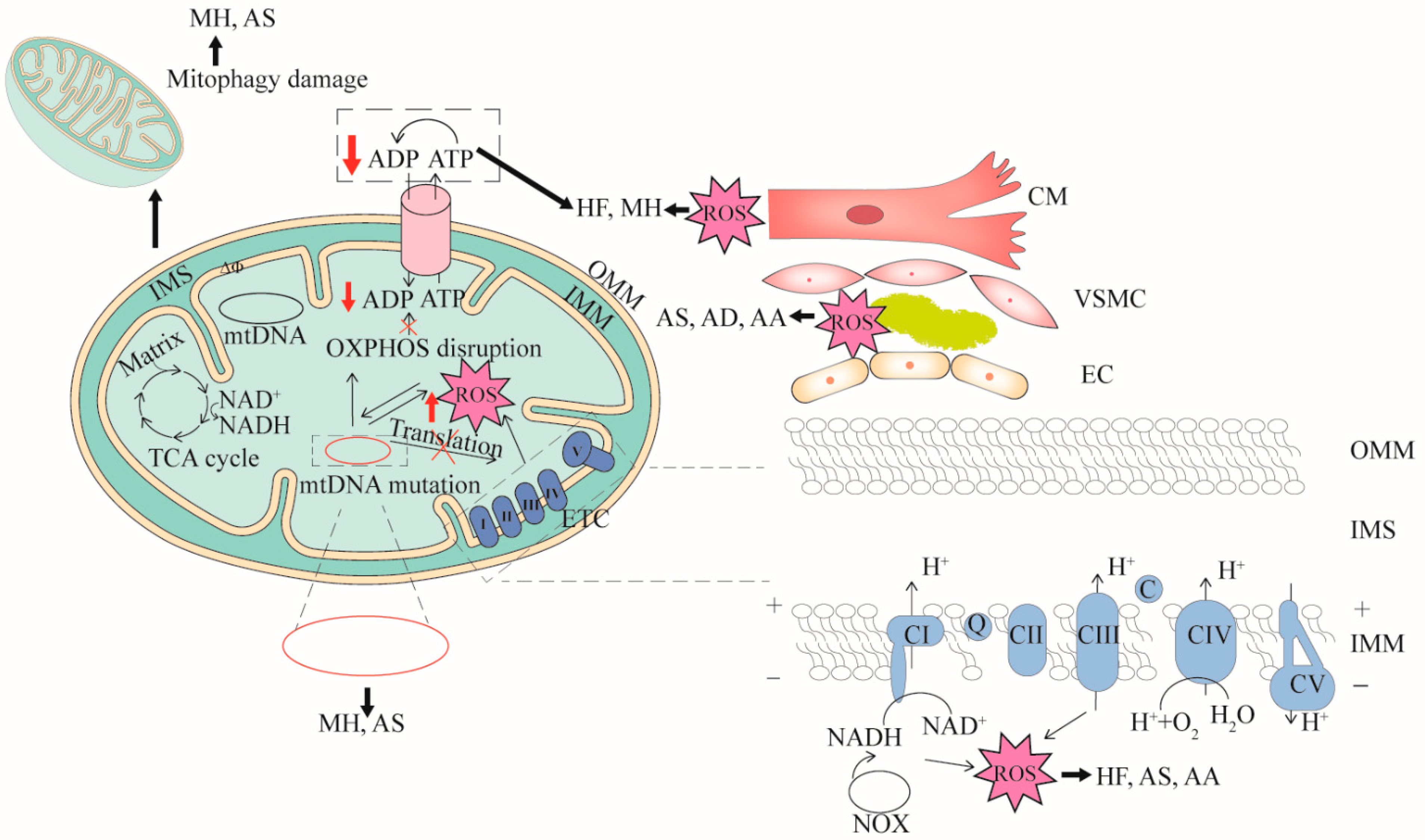 Ijms 23 16053 g001 Ijms 23 16053 g001