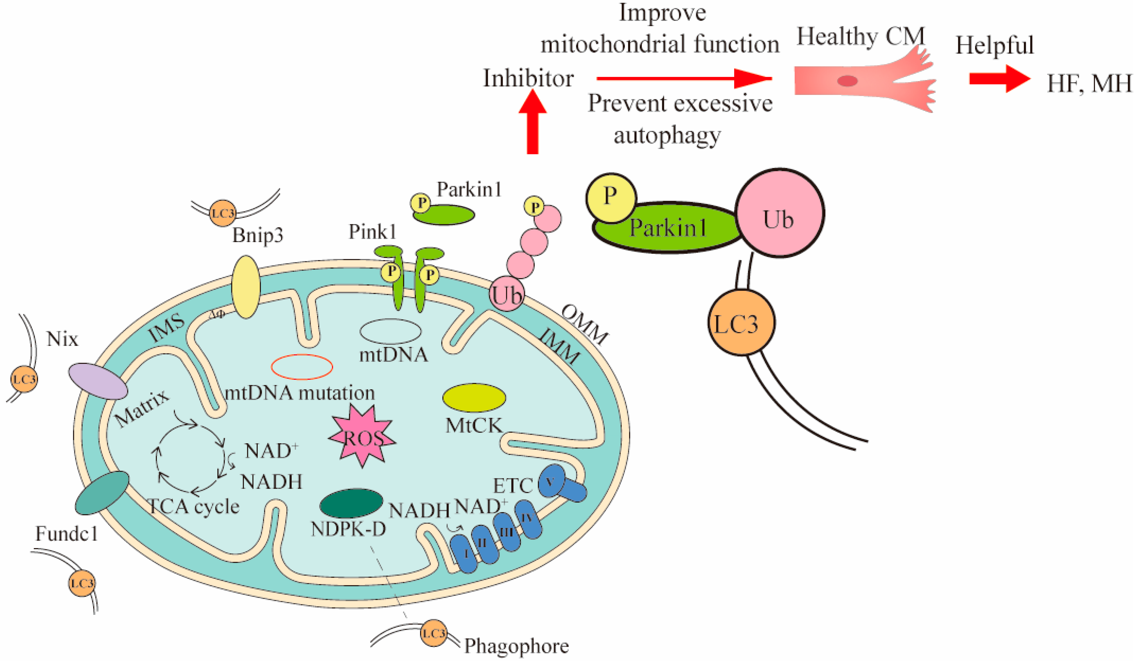 Ijms 23 16053 g002 Ijms 23 16053 g002