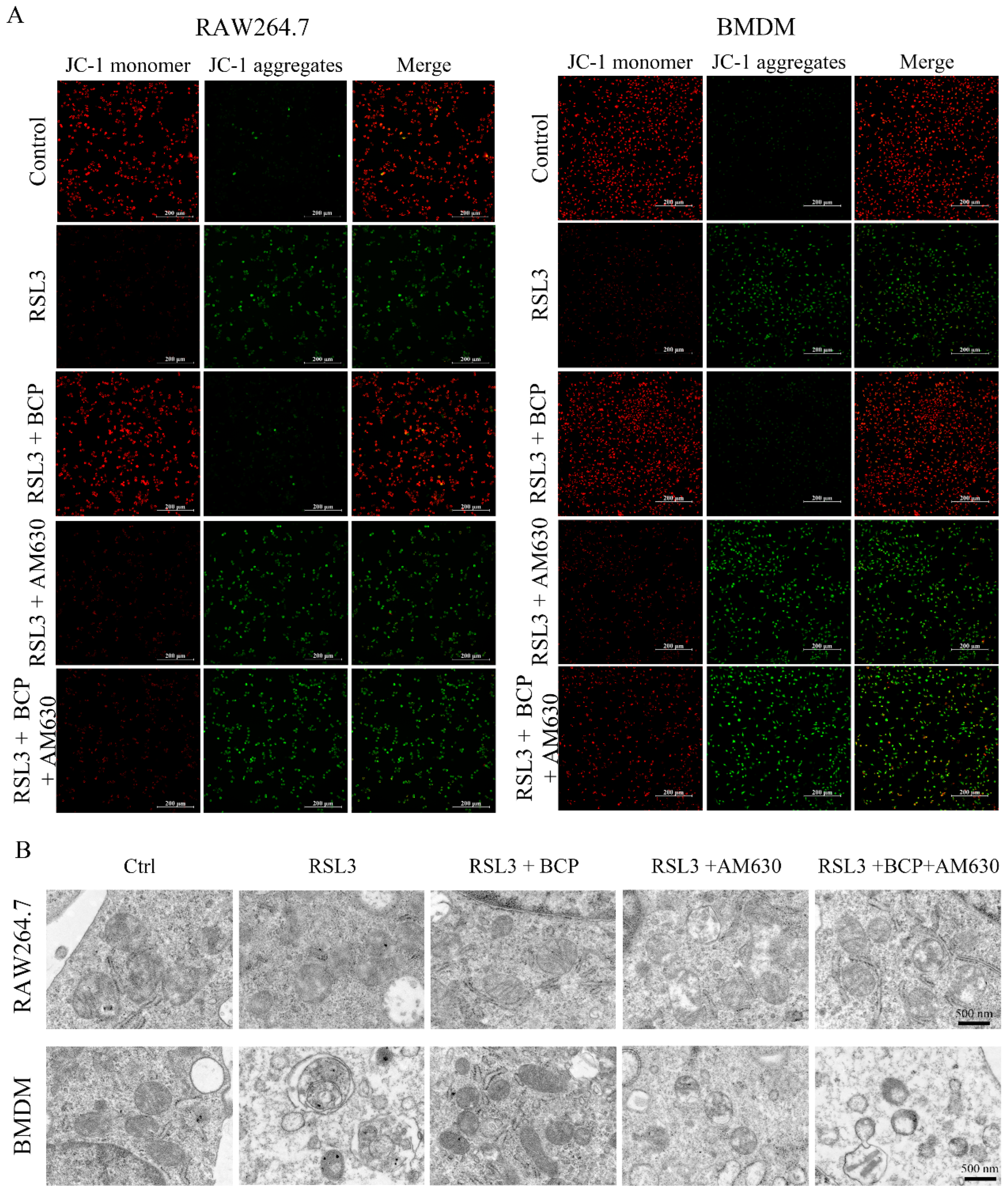 Ijms 23 16055 g008 Ijms 23 16055 g008