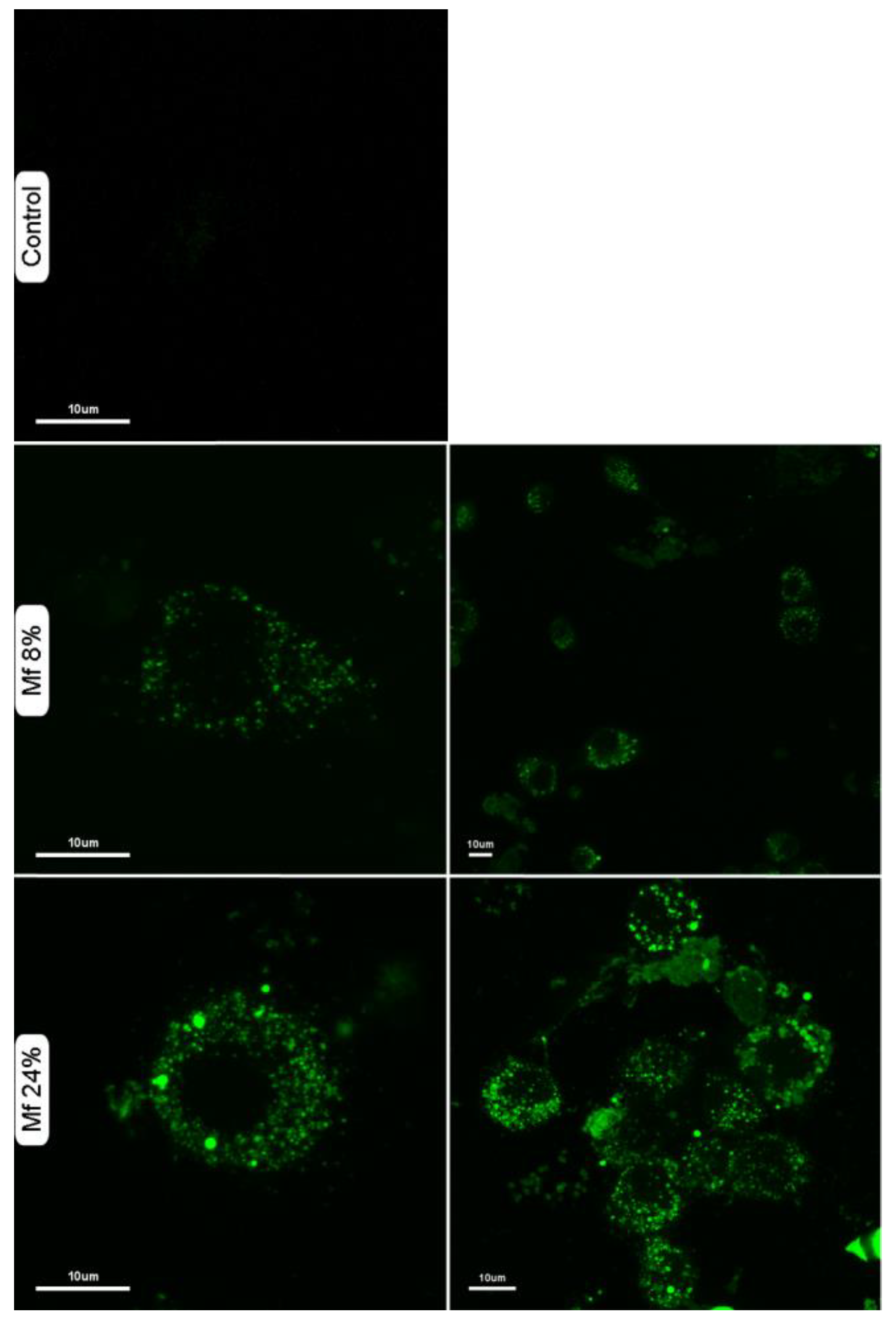 Ijms 23 16067 g011 Ijms 23 16067 g011