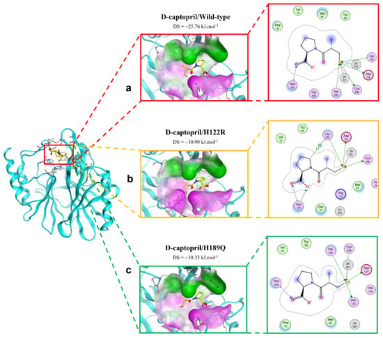 IJMS | Free Full-Text | The Effects of One-Point Mutation on the New ...