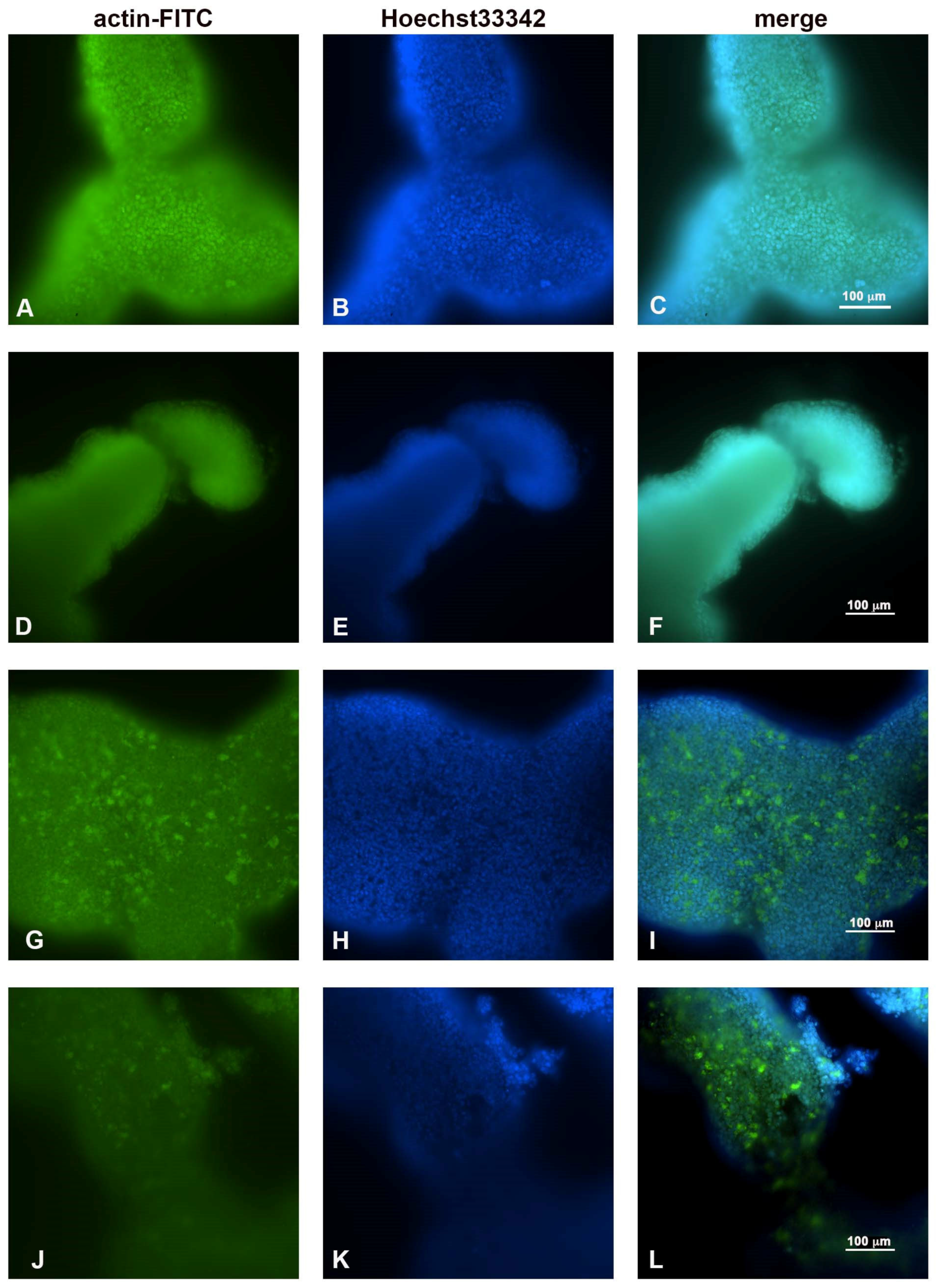 Ijms 23 16098 g004 Ijms 23 16098 g004