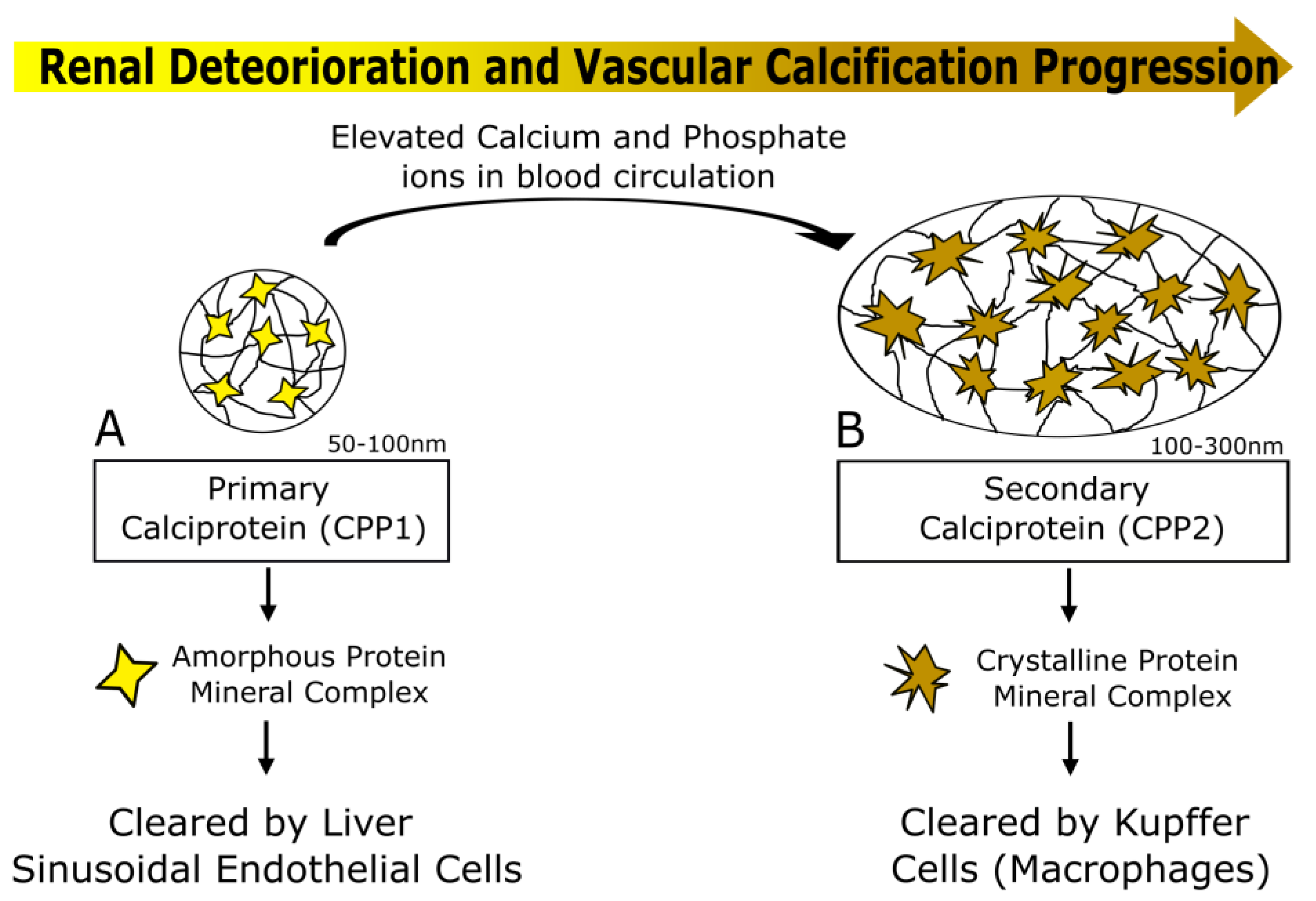 Ijms 23 16114 g002 Ijms 23 16114 g002