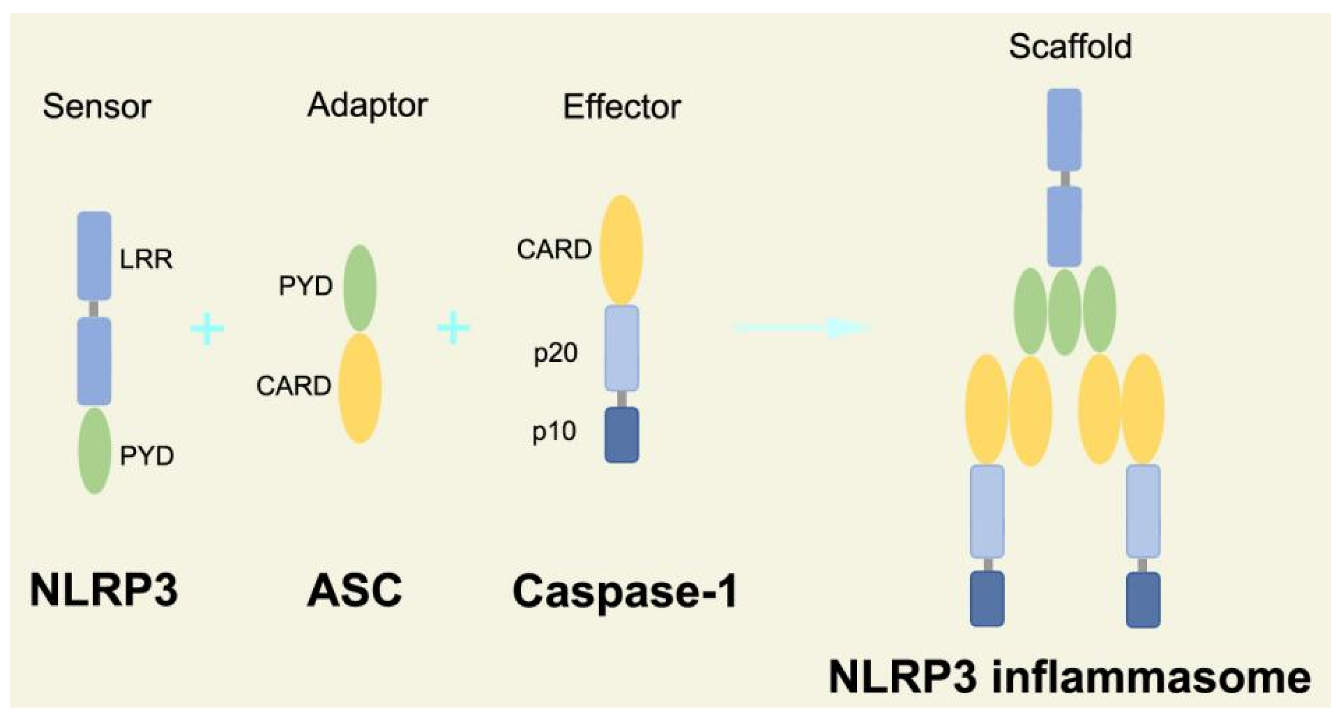 Ijms 23 16115 g002 Ijms 23 16115 g002