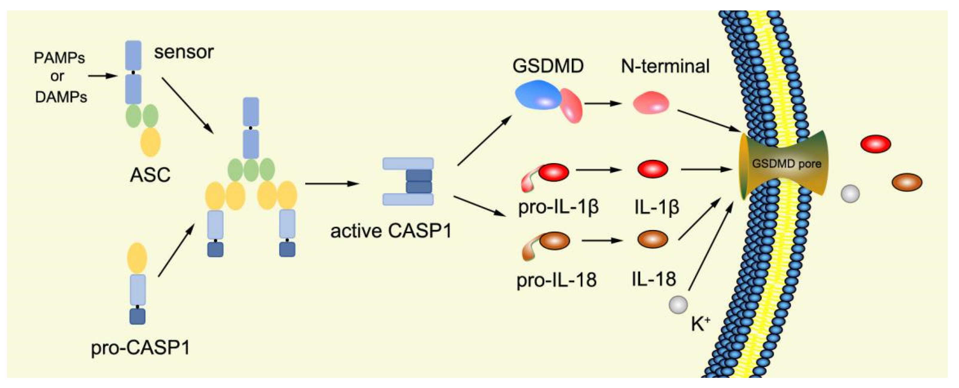 Ijms 23 16115 g003 Ijms 23 16115 g003