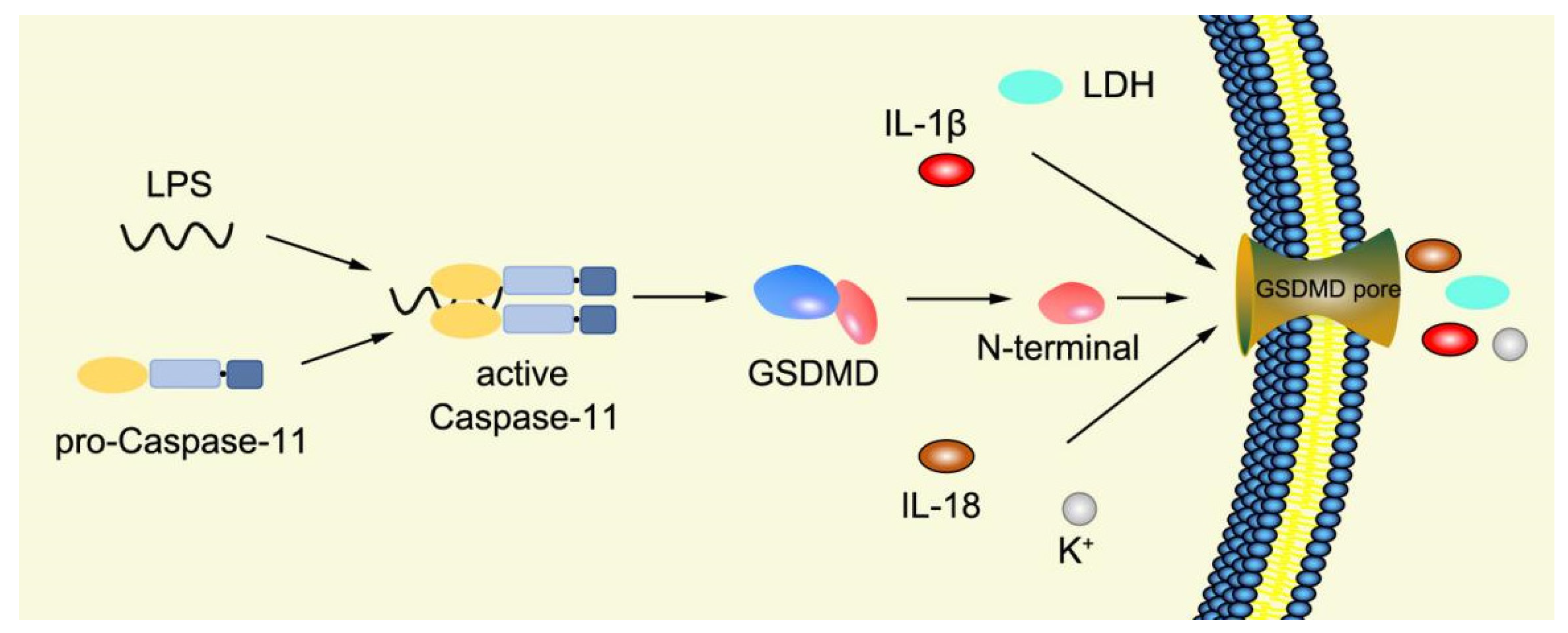 Ijms 23 16115 g004 Ijms 23 16115 g004