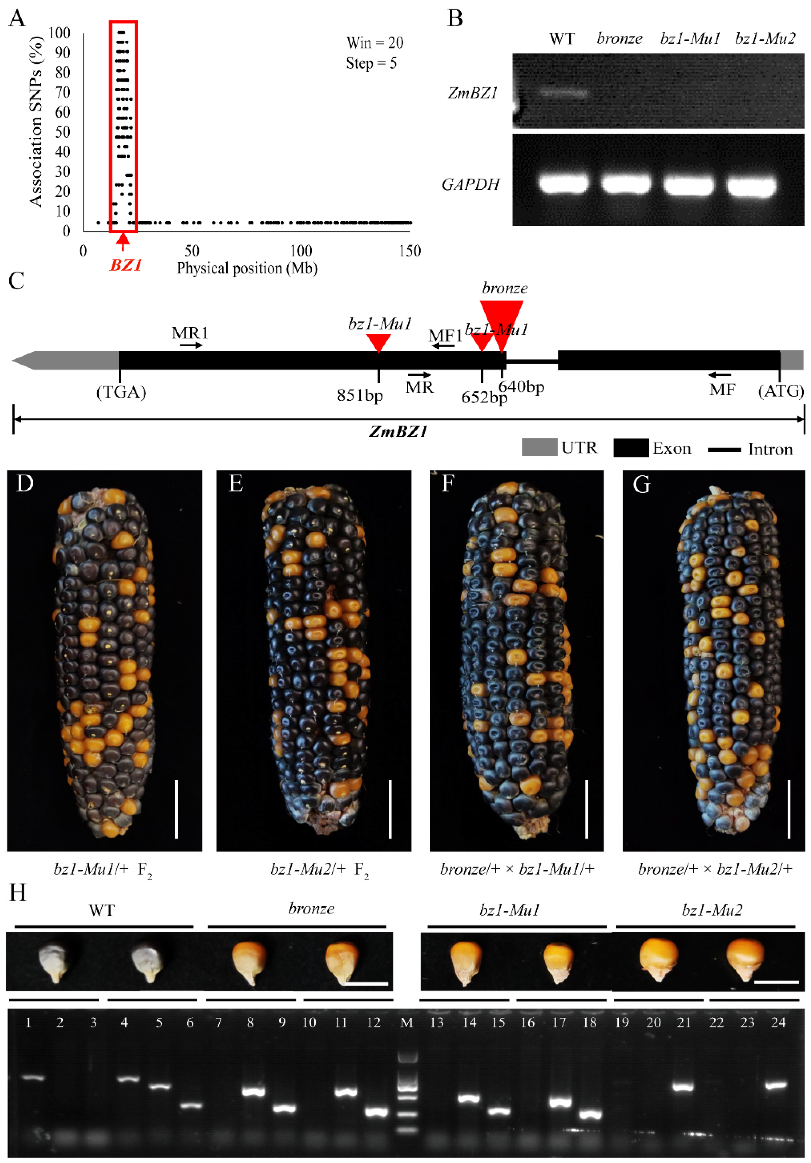 Ijms 23 16123 g002 Ijms 23 16123 g002