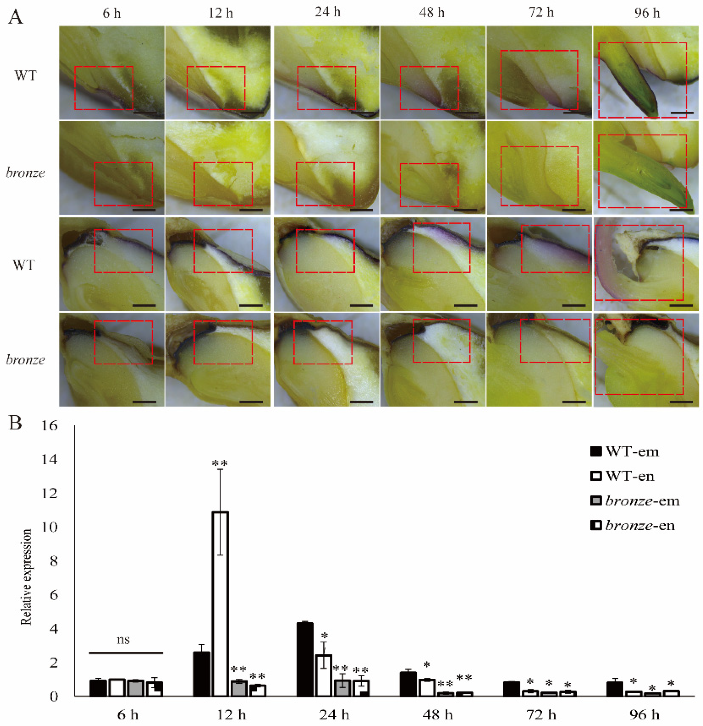Ijms 23 16123 g004 Ijms 23 16123 g004