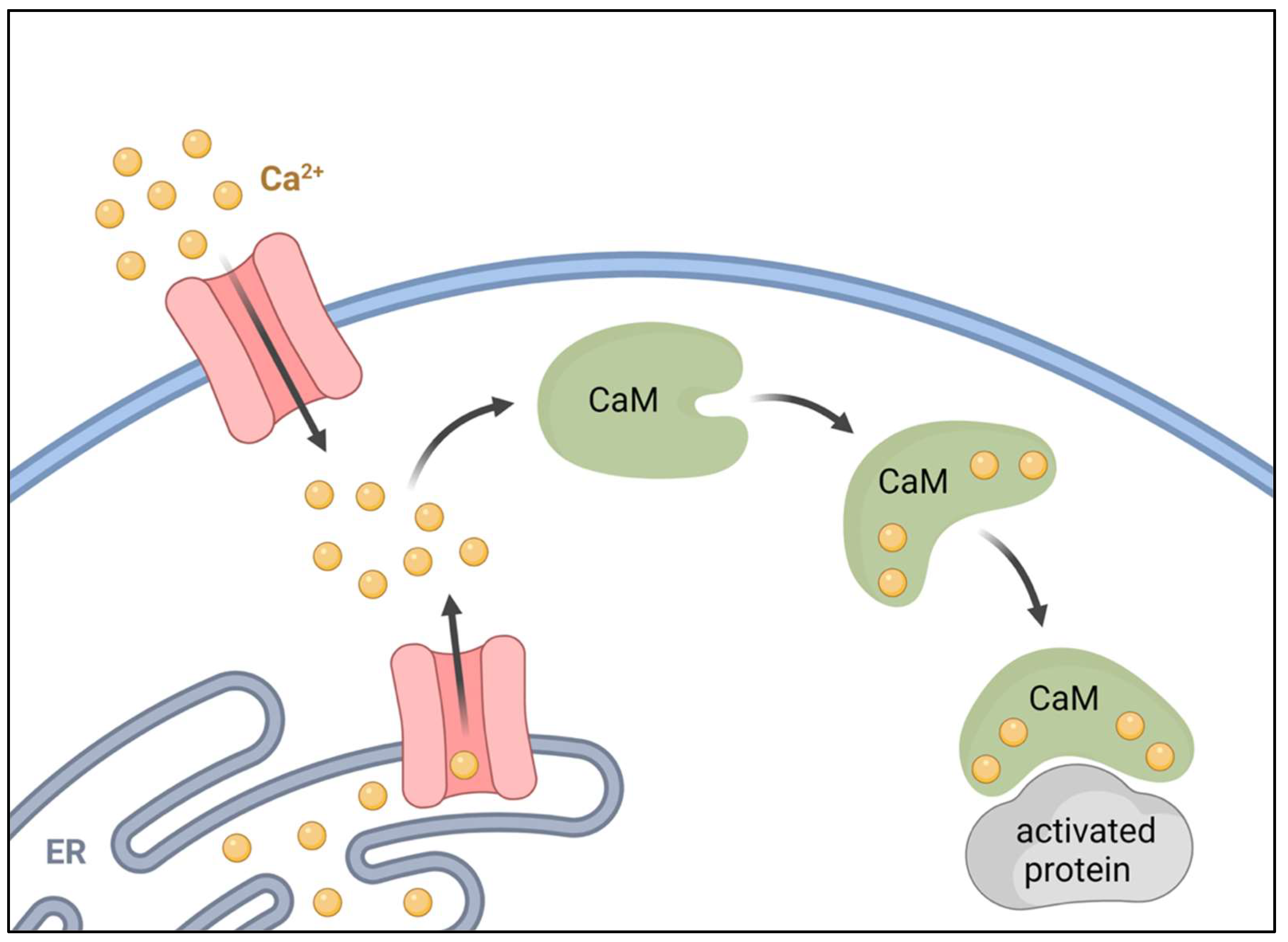 IJMS | Free Full-Text | Calcium Signalling in Heart and Vessels: Role of  Calmodulin and Downstream Calmodulin-Dependent Protein Kinases