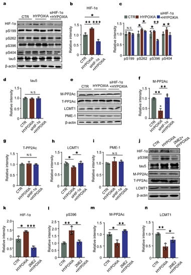 IJMS | Free Full-Text | HIF-1α Causes LCMT1/PP2A