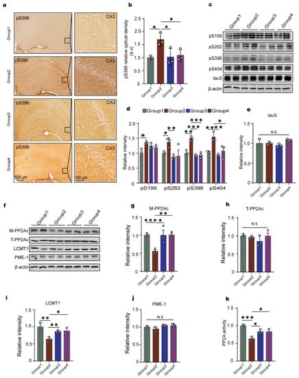 IJMS | Free Full-Text | HIF-1α Causes LCMT1/PP2A