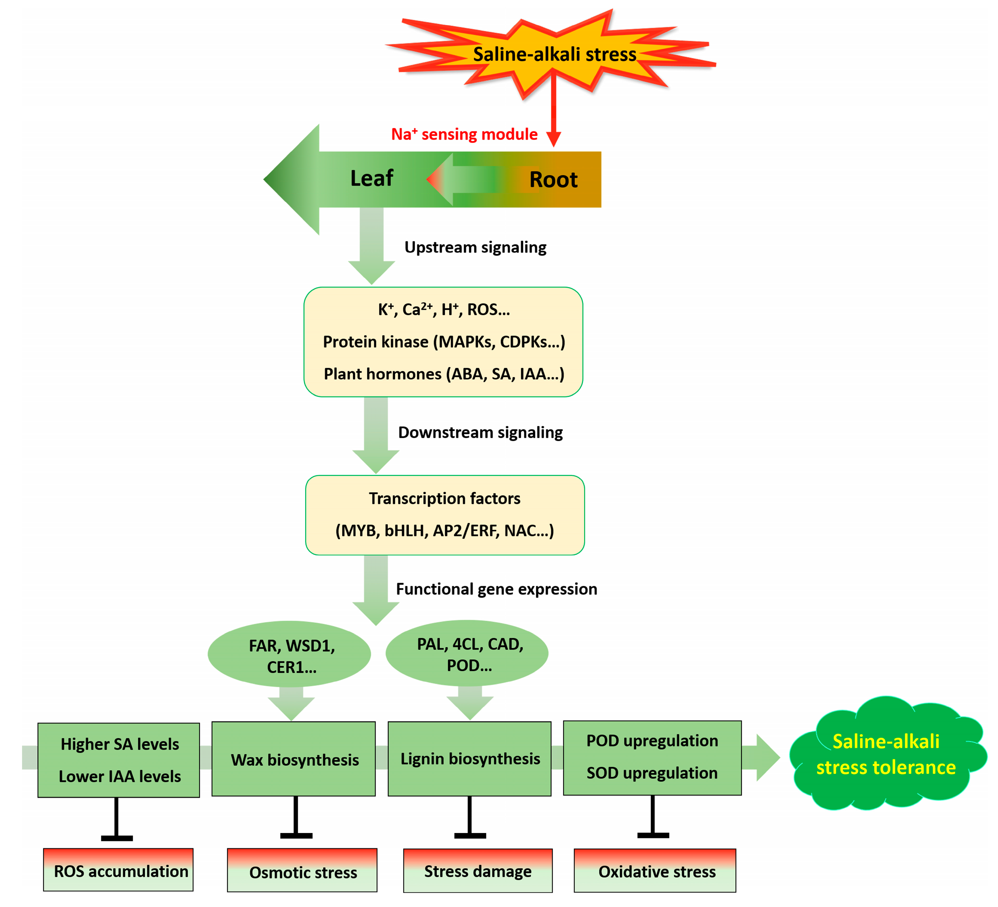 Ijms 23 16146 g008 Ijms 23 16146 g008