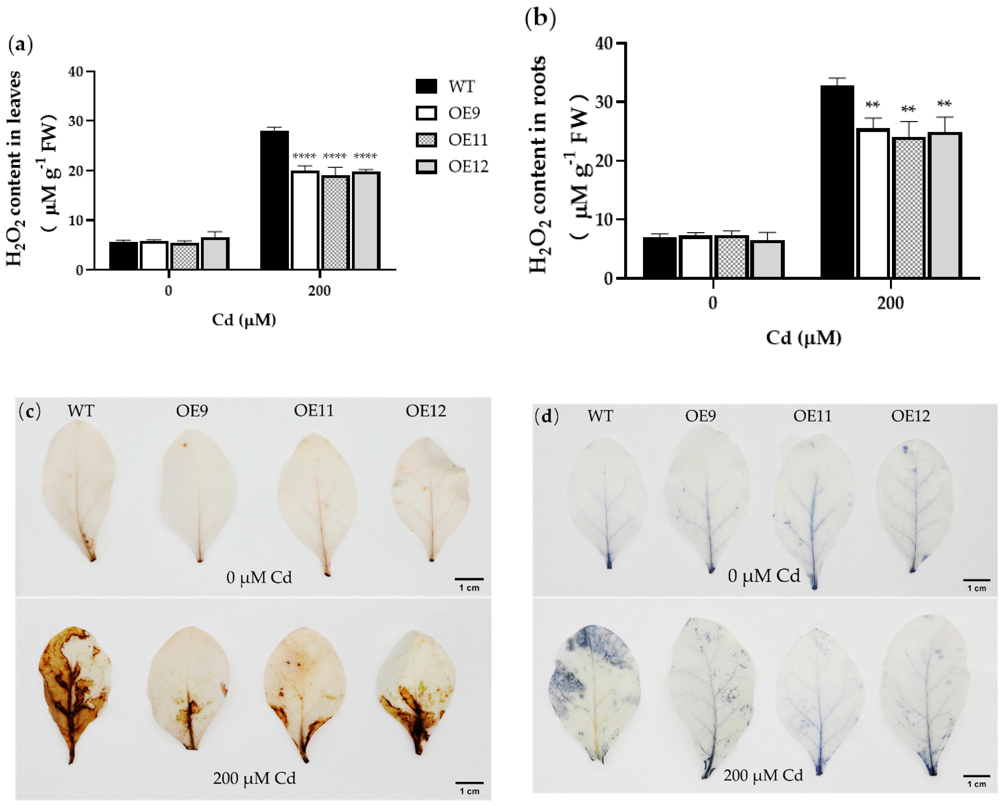 Ijms 23 16167 g006 Ijms 23 16167 g006