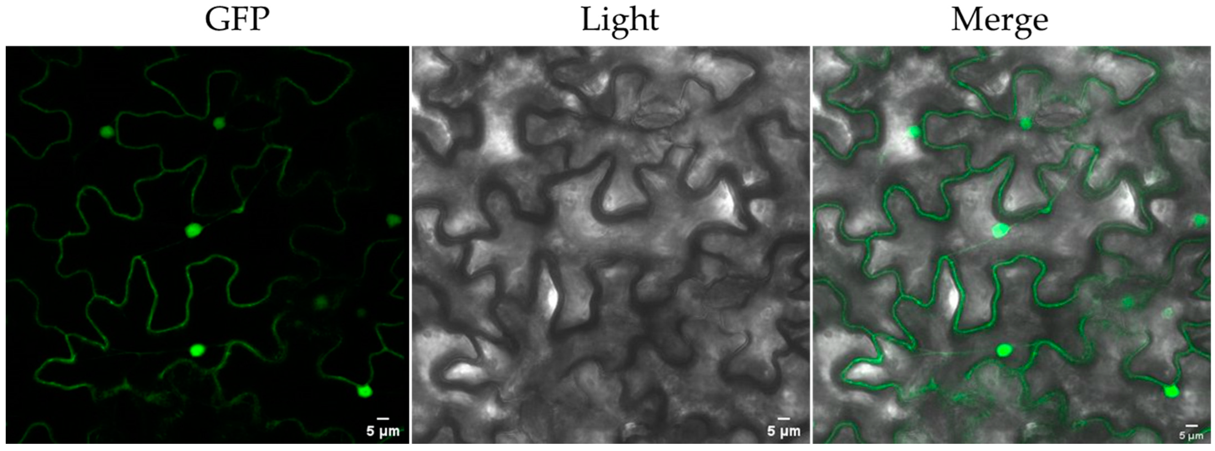 Ijms 23 16167 g008 Ijms 23 16167 g008