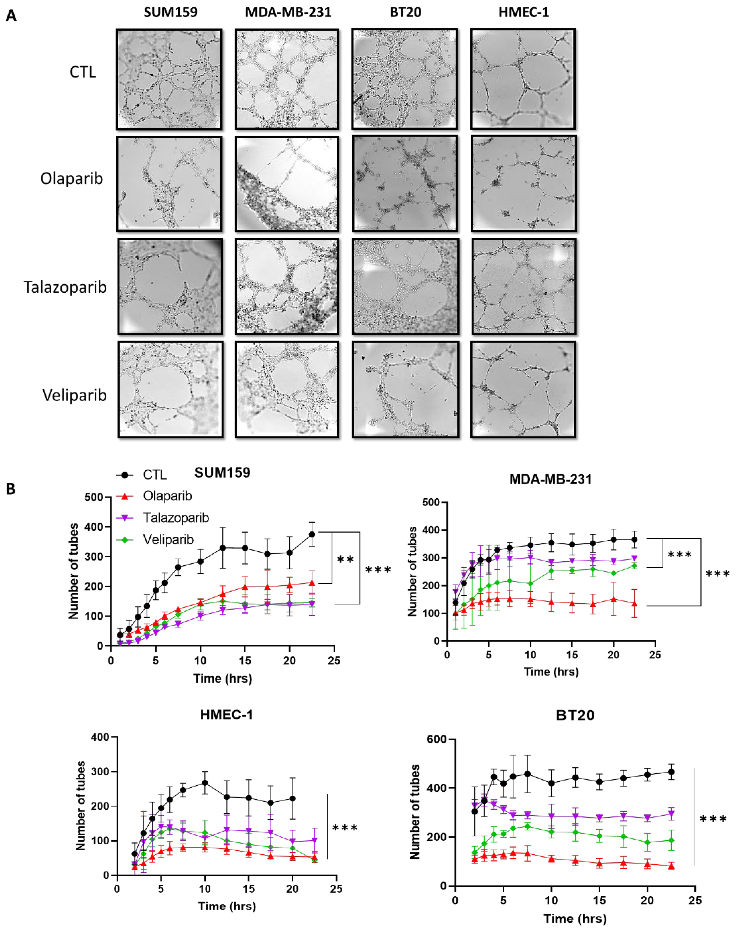 Ijms 23 16171 g002 Ijms 23 16171 g002