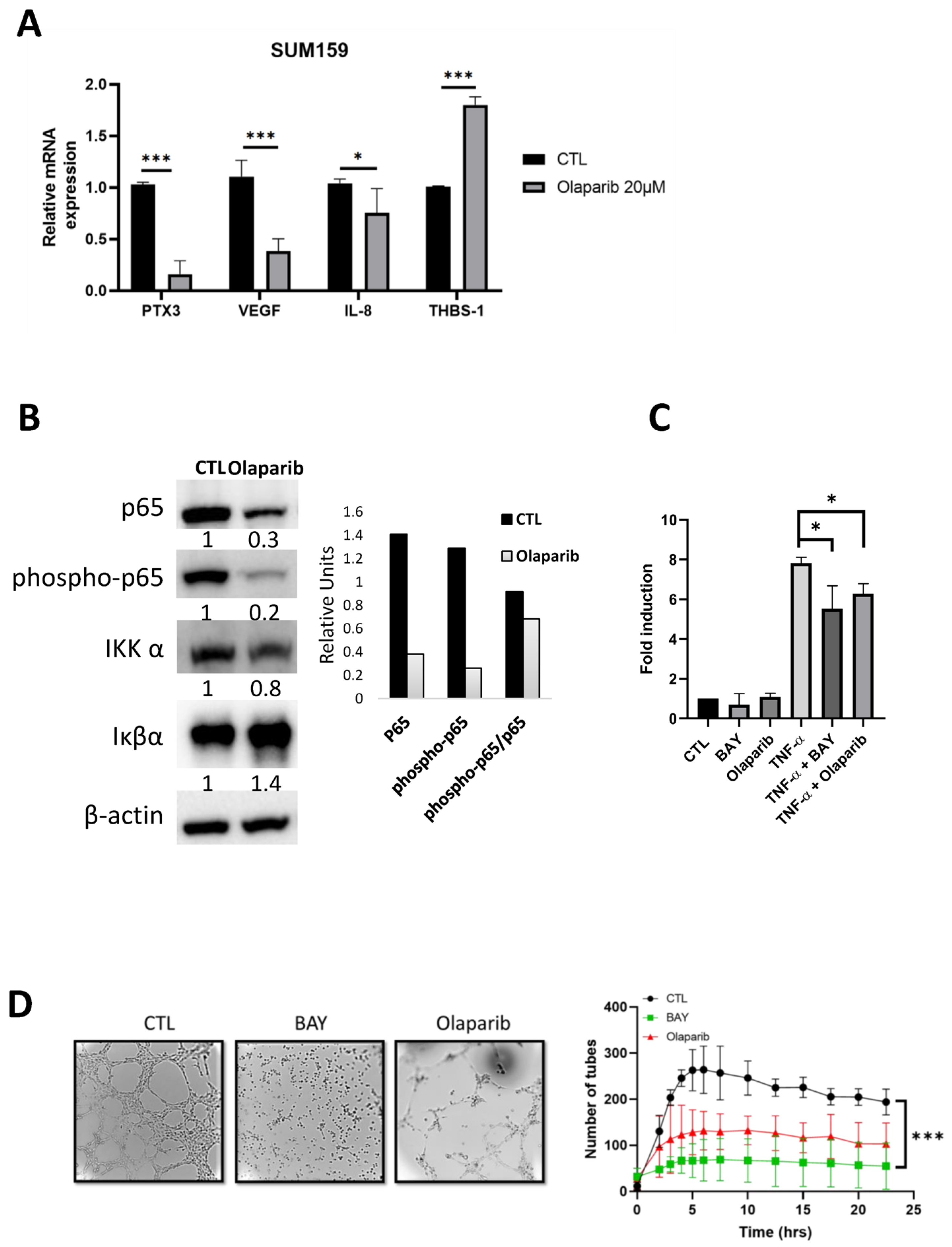 Ijms 23 16171 g004 Ijms 23 16171 g004
