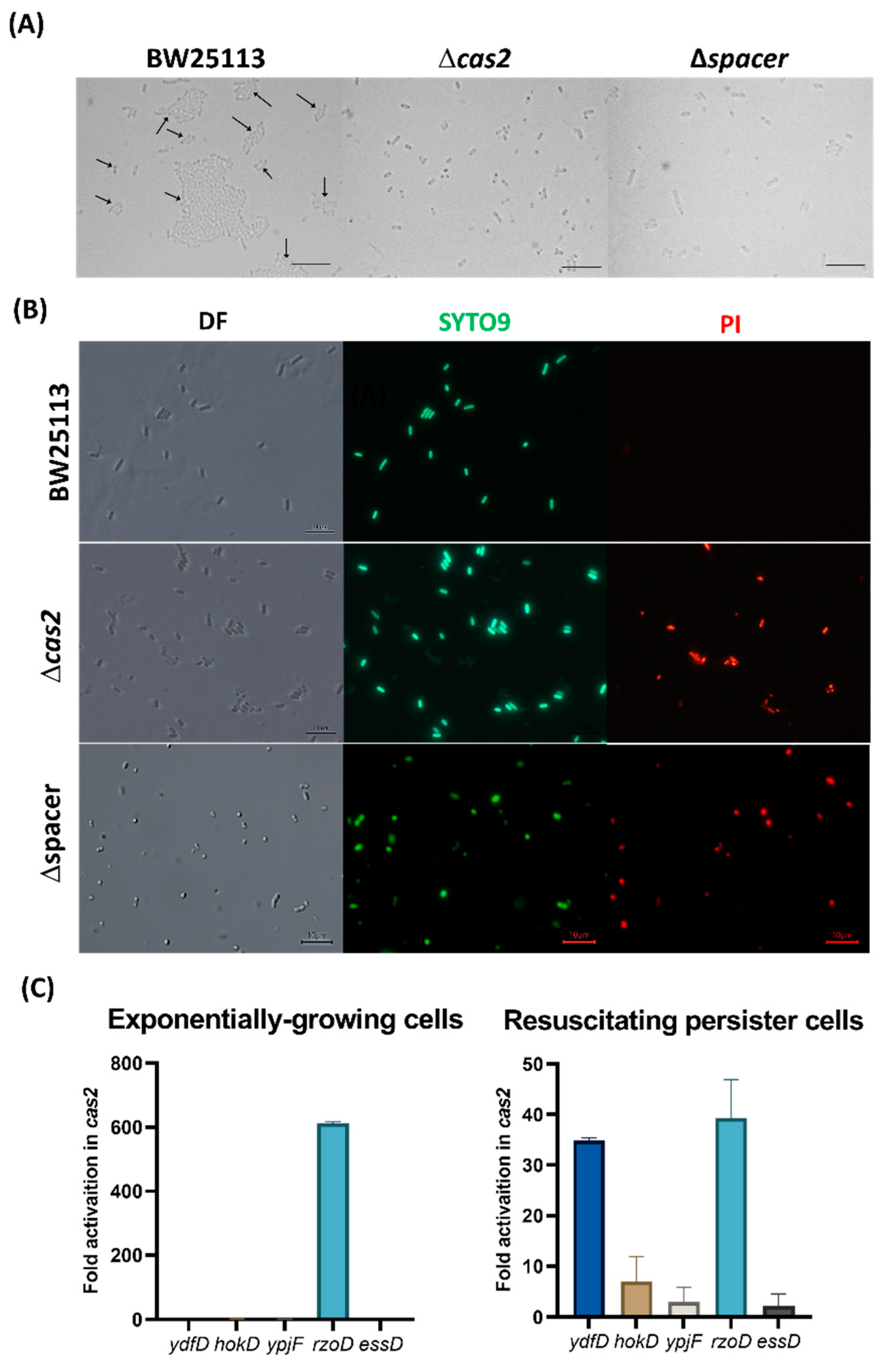 Ijms 23 16195 g001 Ijms 23 16195 g001