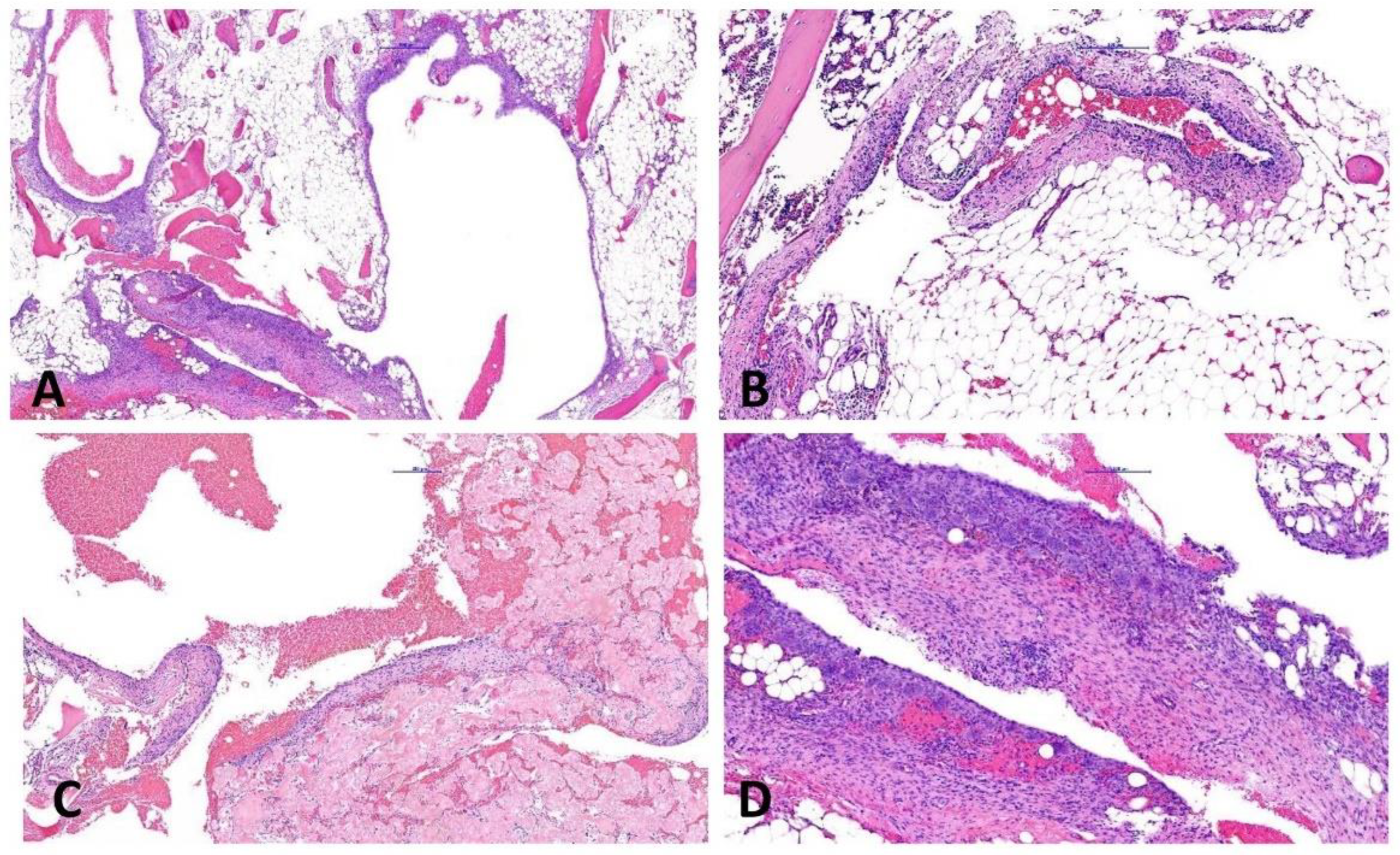 Ijms 23 16196 g002 Ijms 23 16196 g002