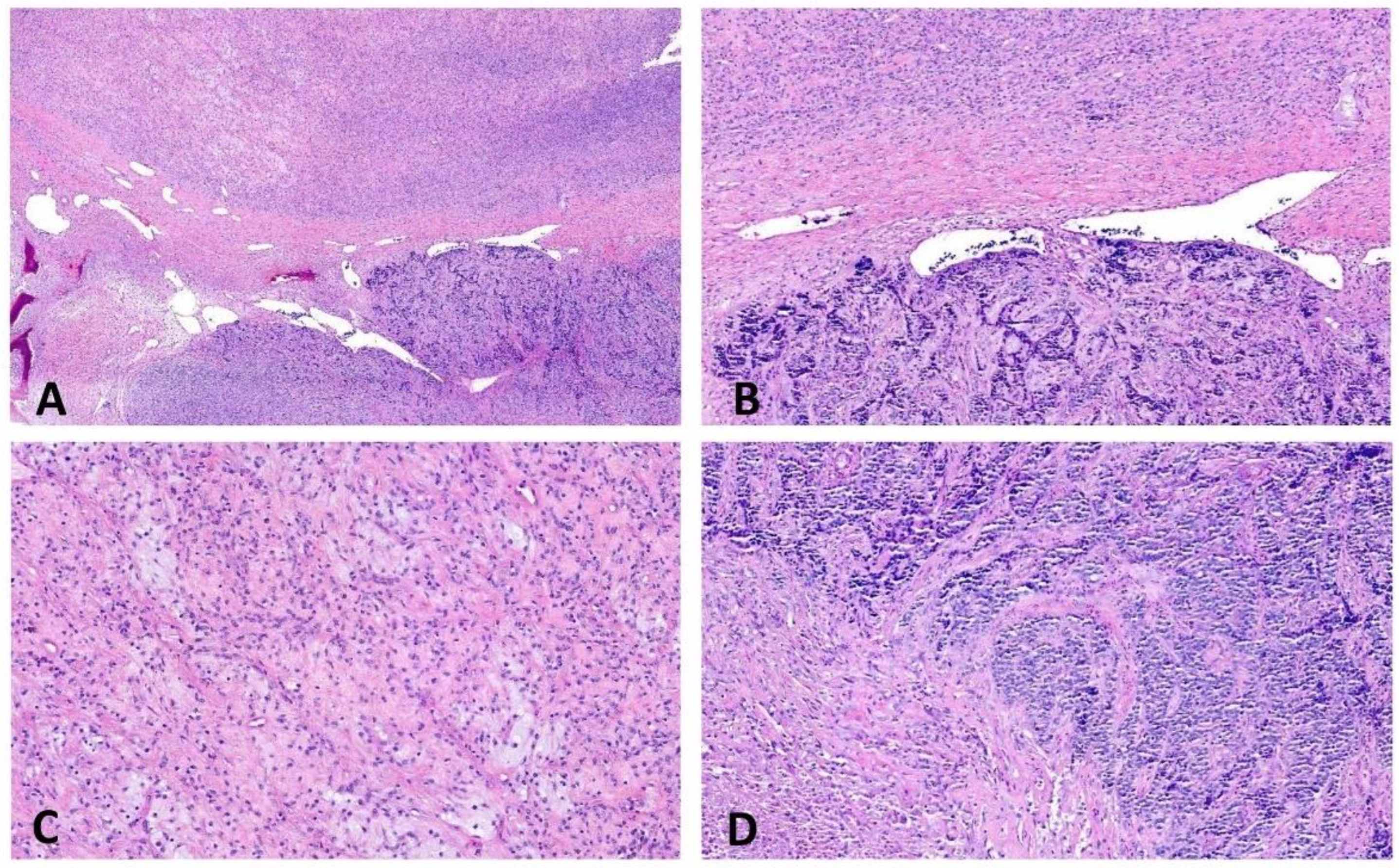 Ijms 23 16196 g007 Ijms 23 16196 g007