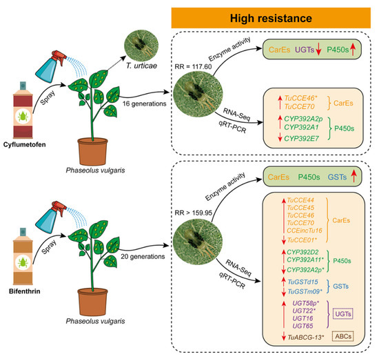 IJMS | Free Full-Text | Molecular Mechanisms Underlying Metabolic ...