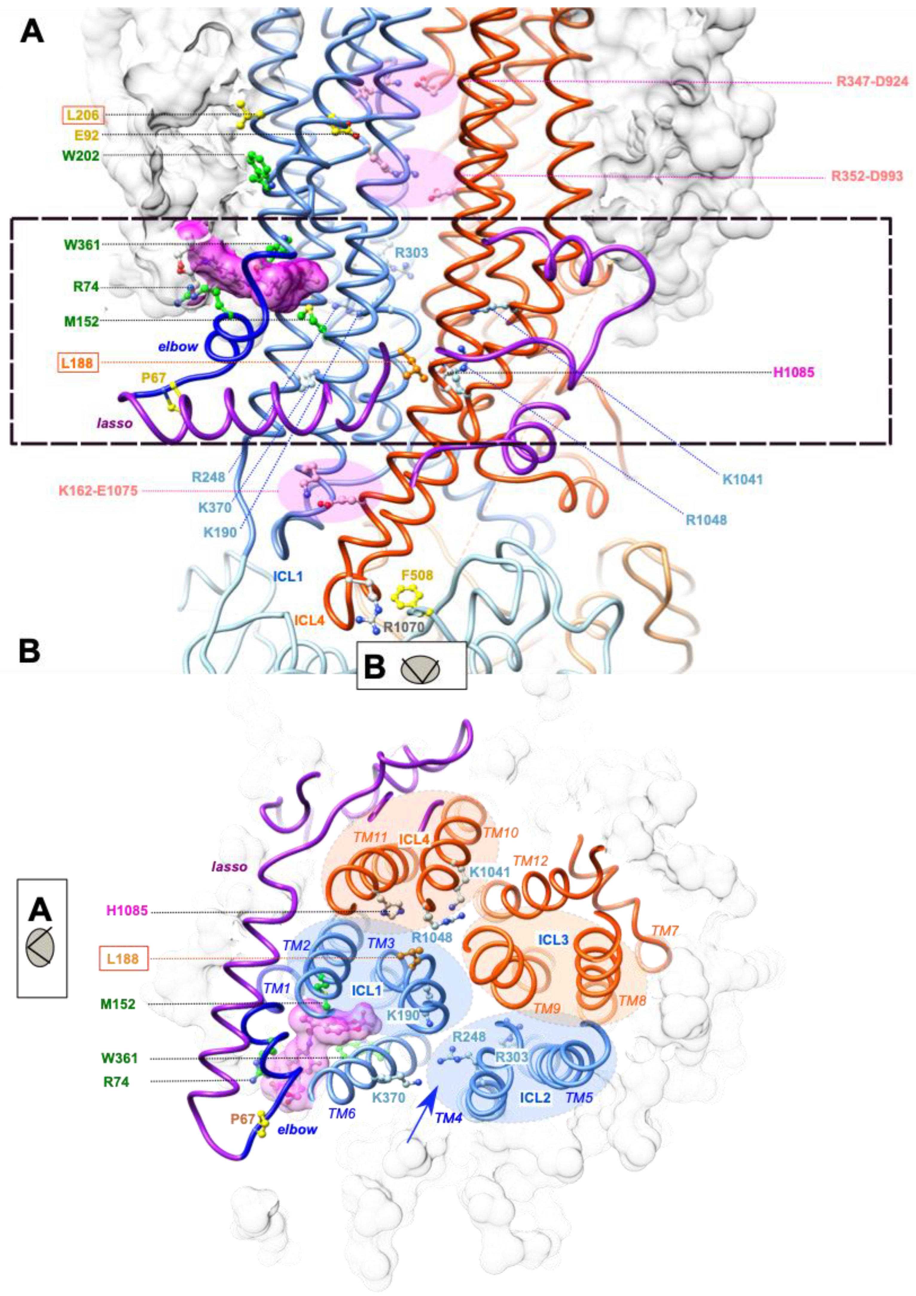 Ijms 23 16225 g003 Ijms 23 16225 g003