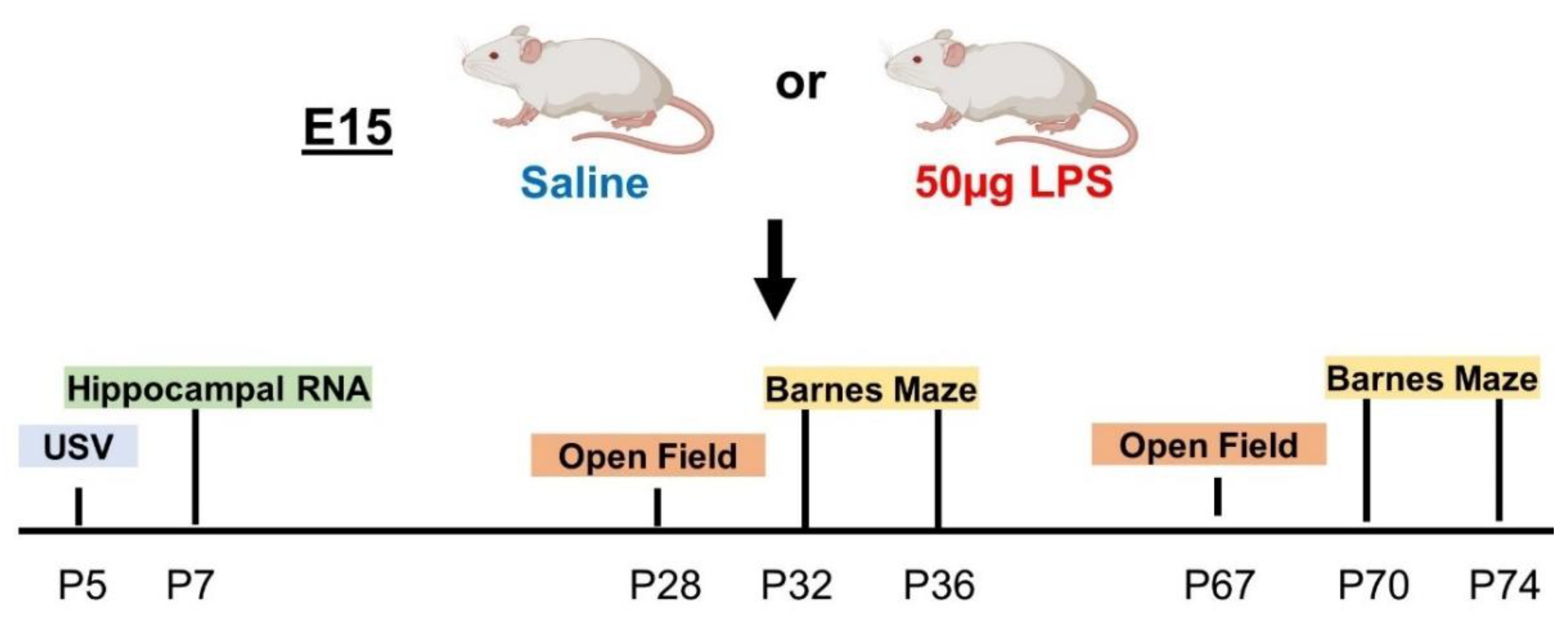 IJMS | Free Full-Text | Intrauterine Inflammation Leads to Select Sex- and  Age-Specific Behavior and Molecular Differences in Mice