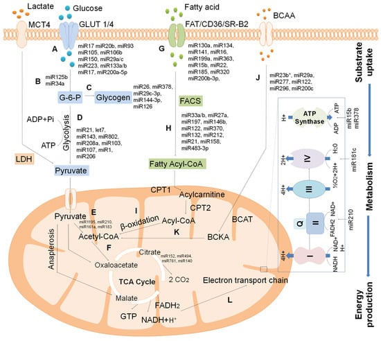 Lipids and cancer: Emerging roles in pathogenesis, diagnosis and  therapeutic intervention - ScienceDirect