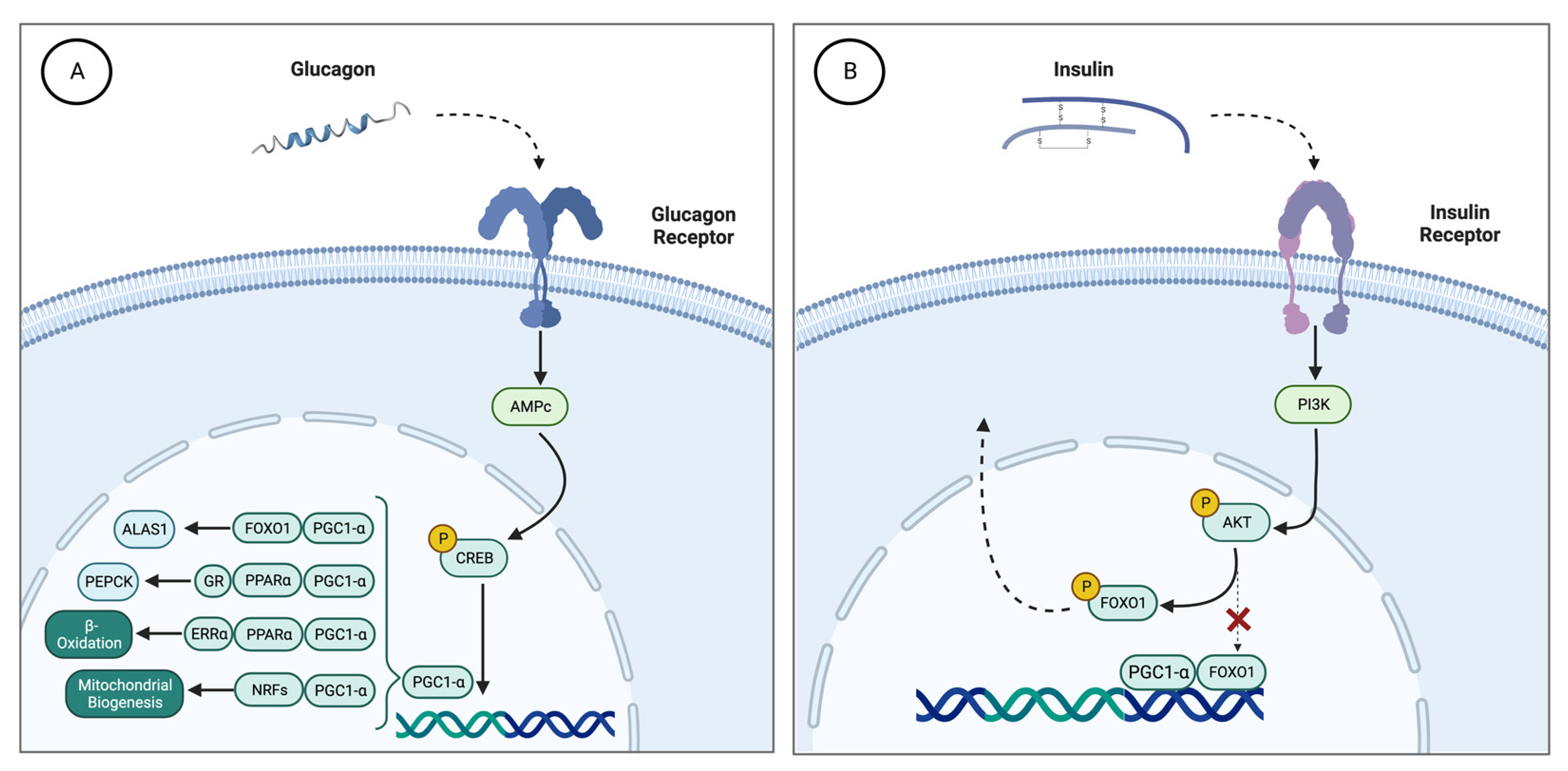 Ijms 24 00051 g001 Ijms 24 00051 g001