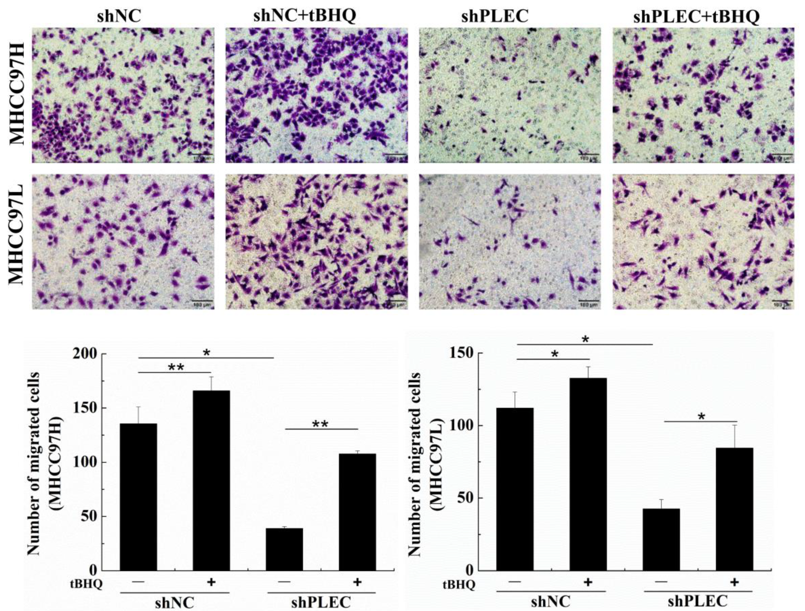 Ijms 24 00073 g004 Ijms 24 00073 g004