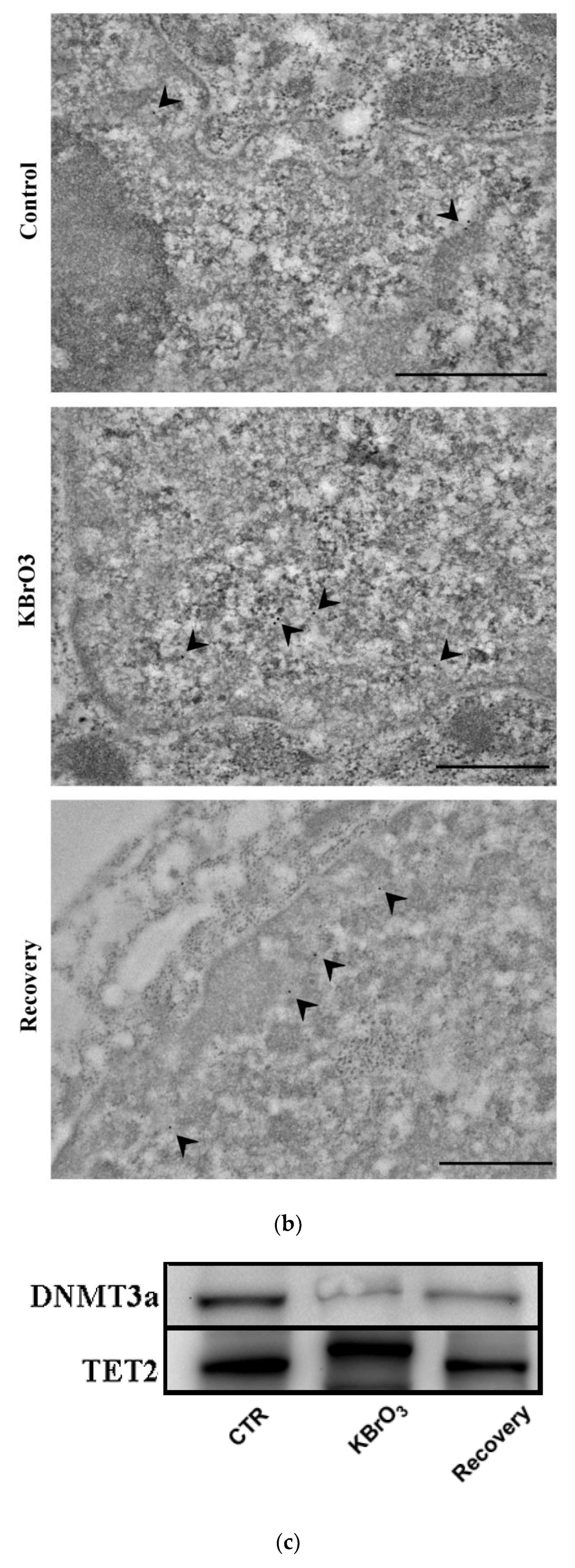 Ijms 24 00153 g002b Ijms 24 00153 g002b