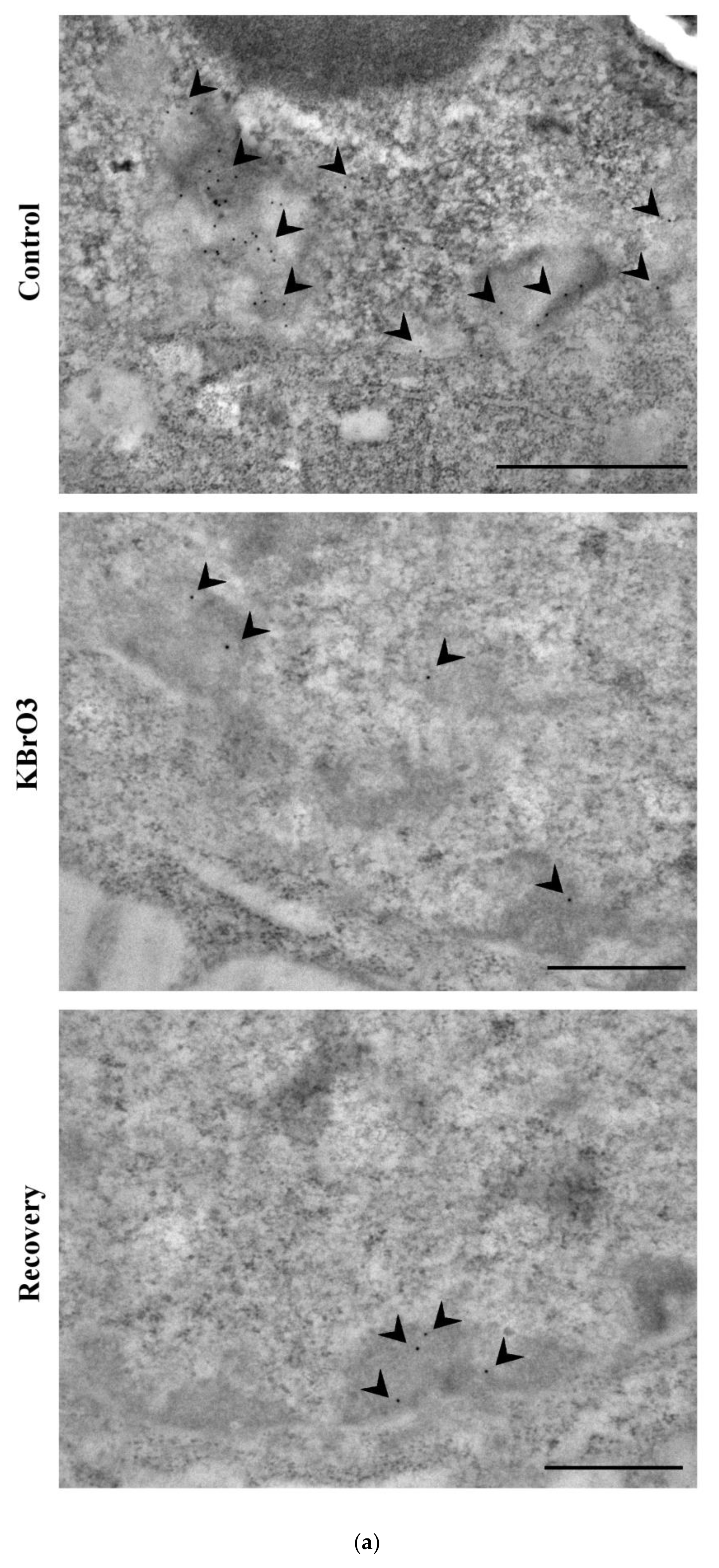 Ijms 24 00153 g003a Ijms 24 00153 g003a