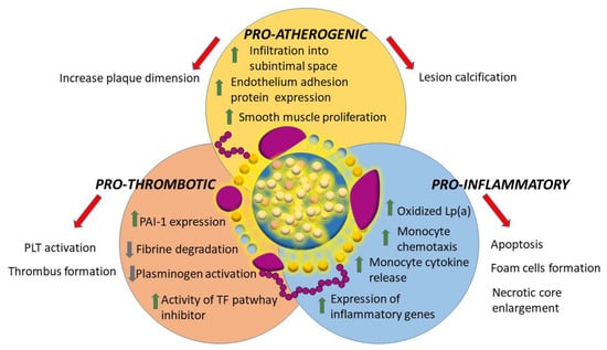 Ijms Free Full Text Lipoproteina Cardiovascular Disease Aortic Stenosis And New