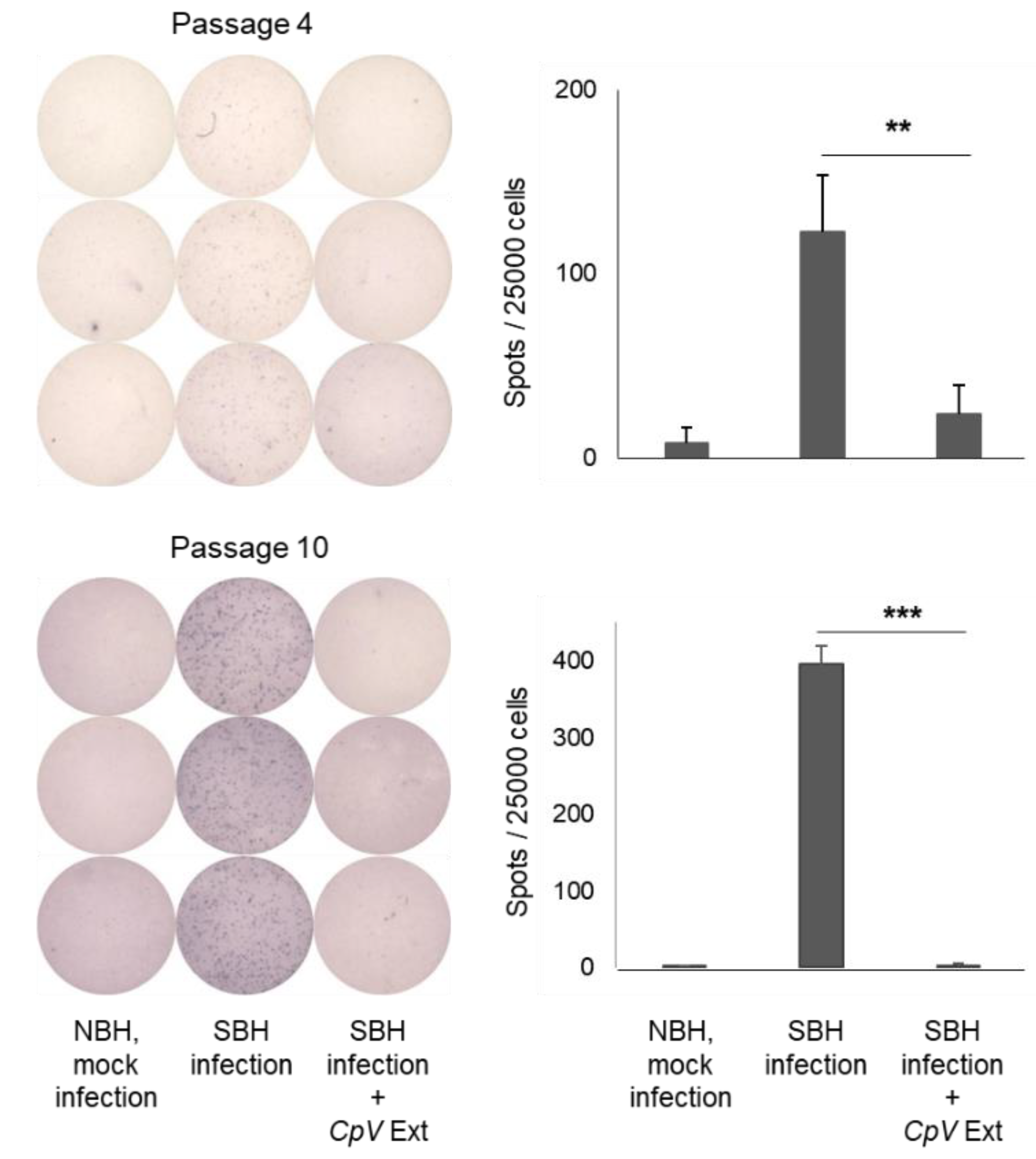 Ijms 24 00182 g007 Ijms 24 00182 g007