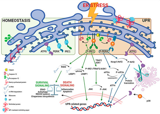 IJMS | Free Full-Text | New Frontiers on ER Stress Modulation: Are TRP ...