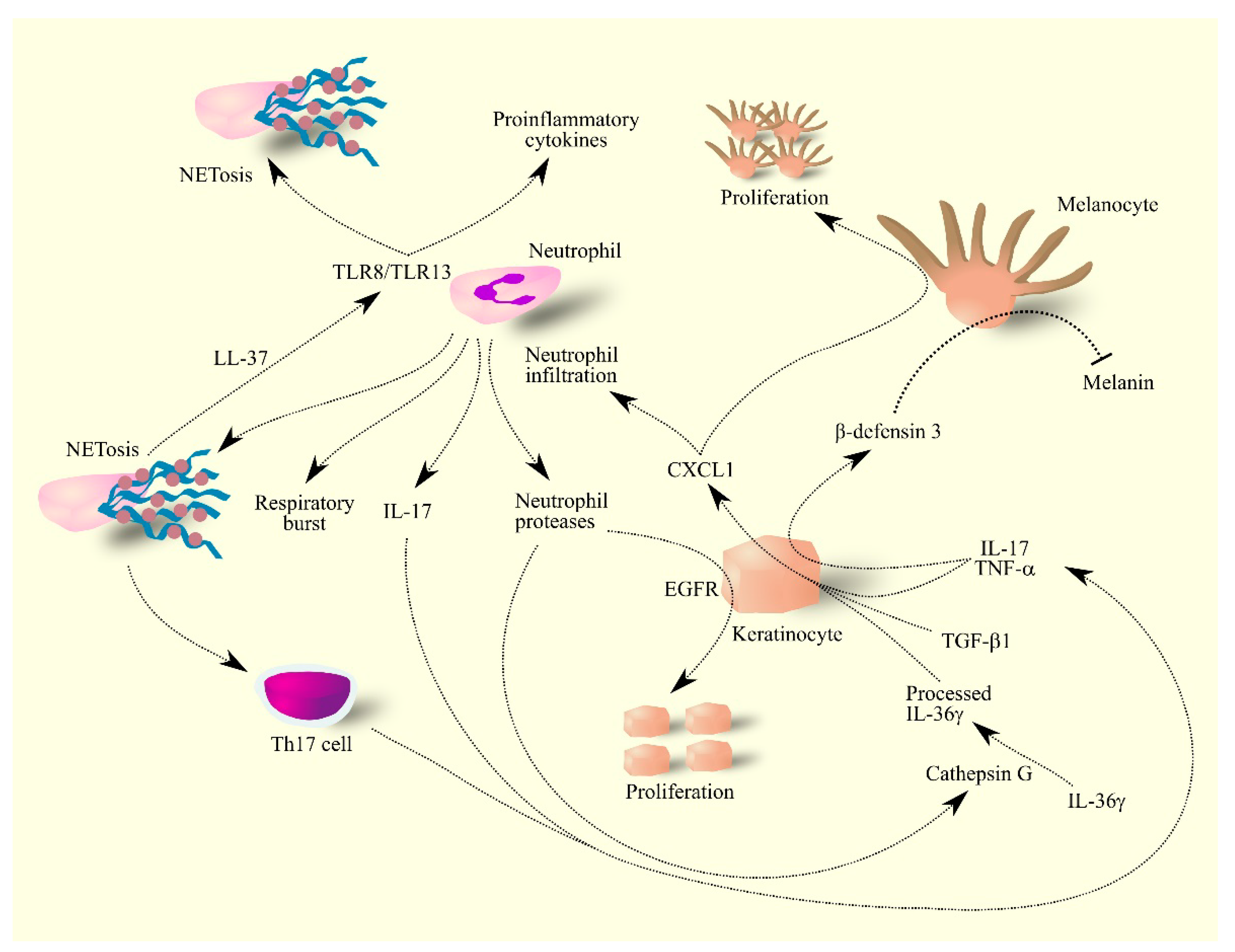 Ijms 24 00205 g004 Ijms 24 00205 g004
