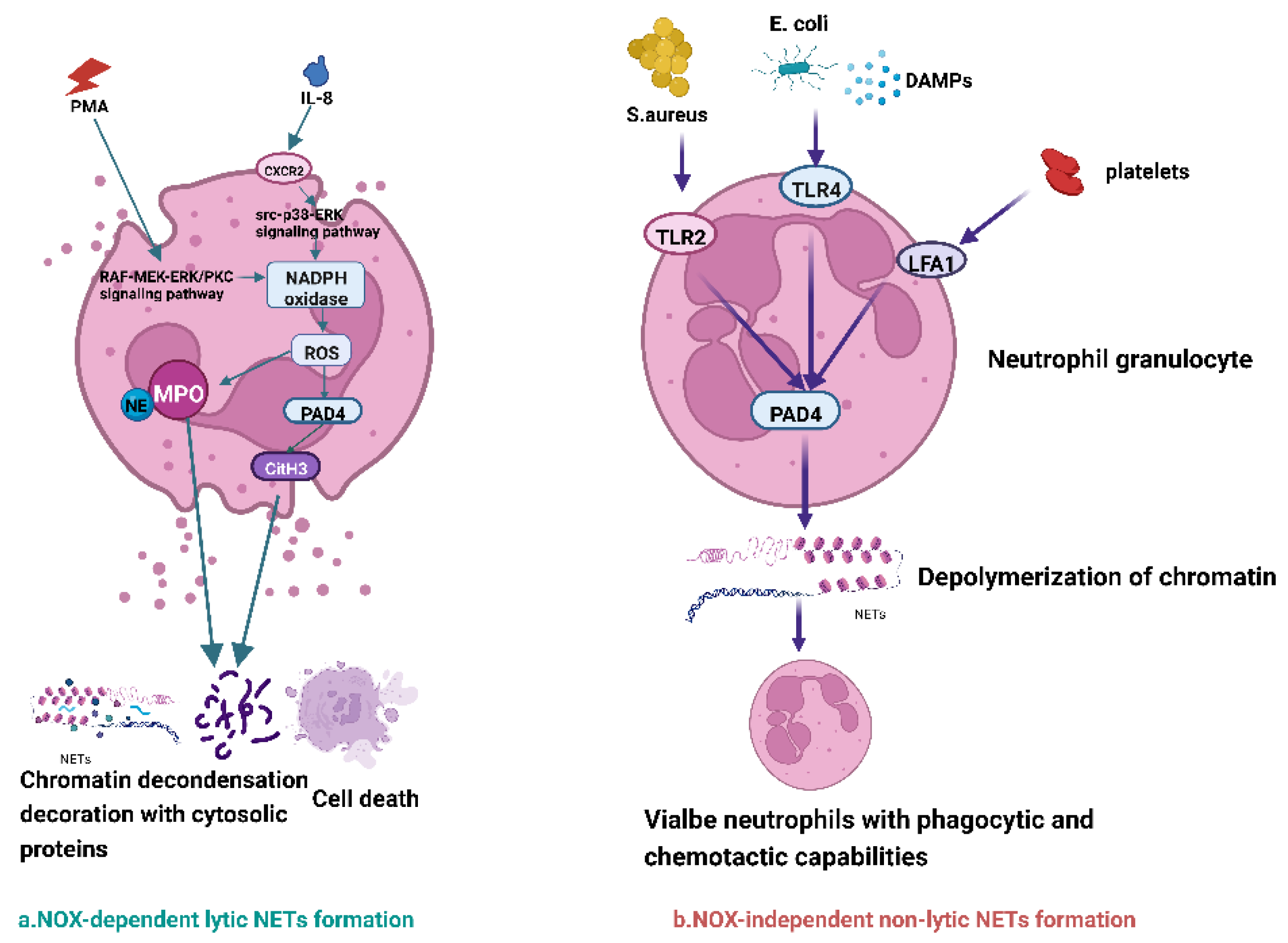 Ijms Free Full Text Emerging Role Of Neutrophil Extracellular Traps In Gastrointestinal 8595