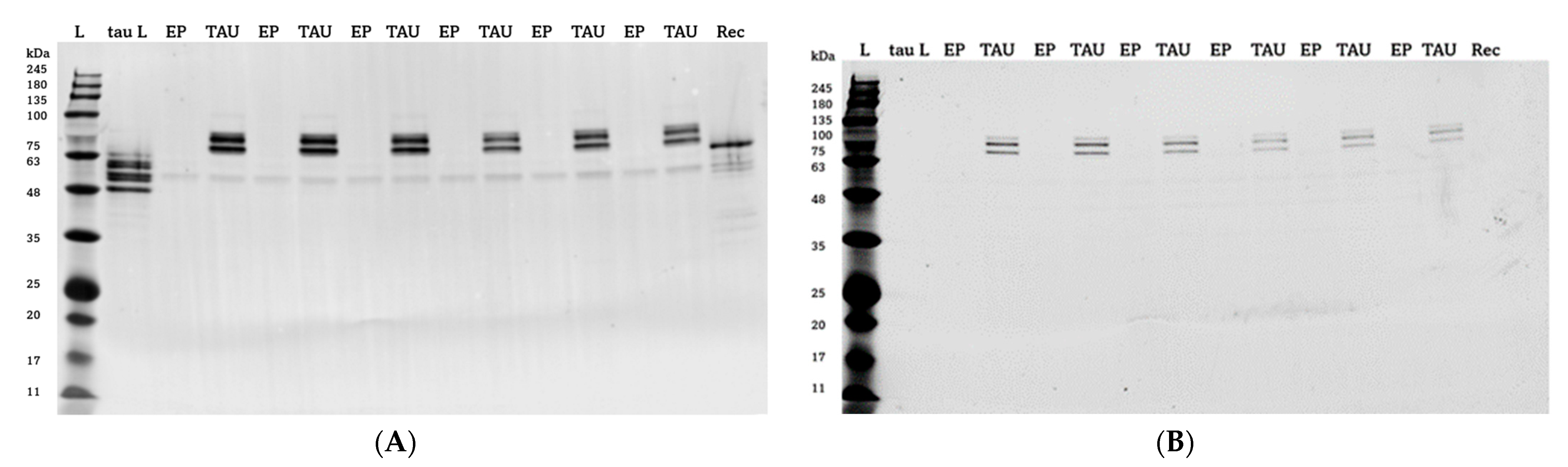 Ijms 24 00359 g001 Ijms 24 00359 g001