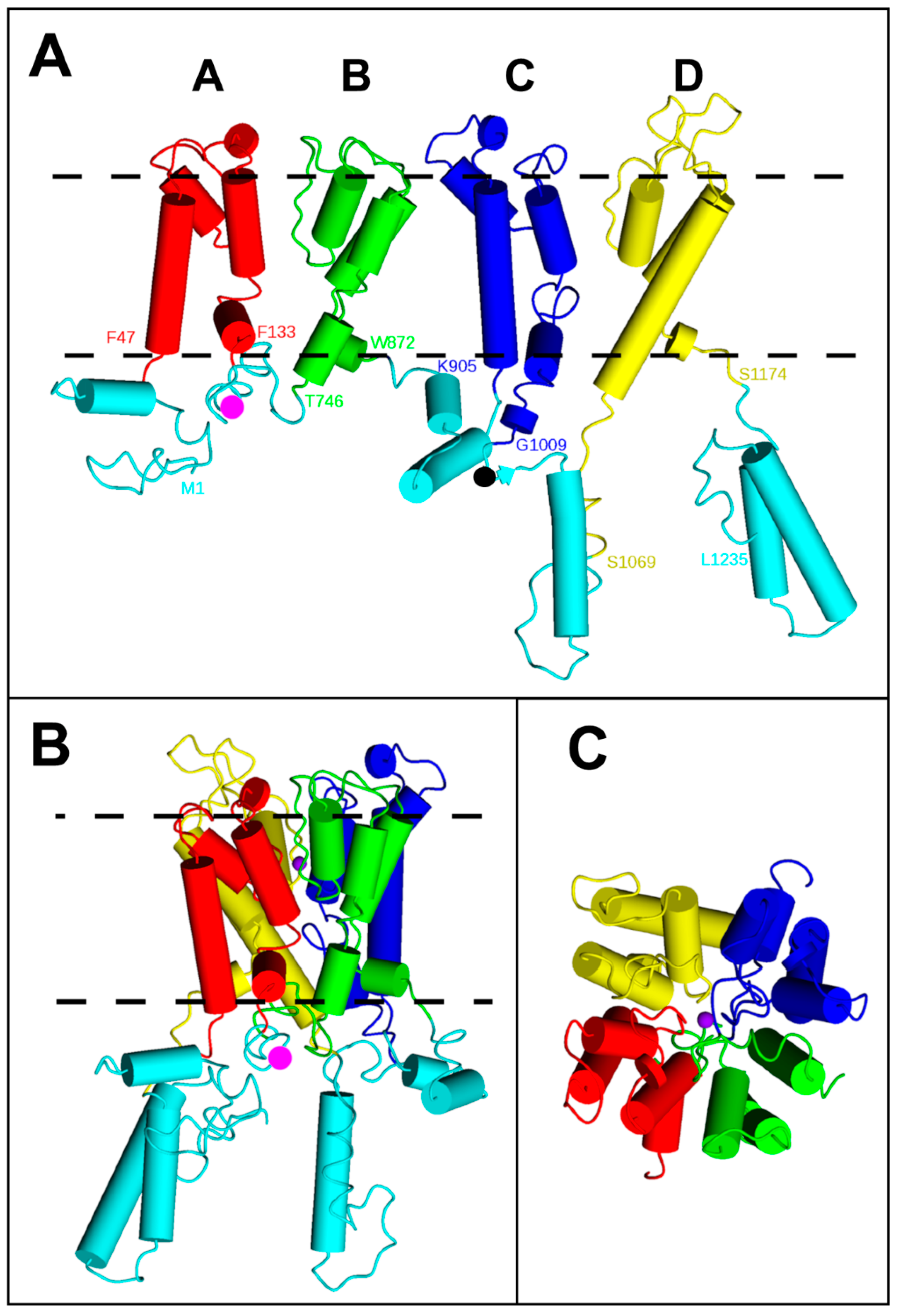 IJMS Free Full-Text Dimerisation of the Yeast K+ Translocation Protein Trk1 Depends on the K+ Concentration