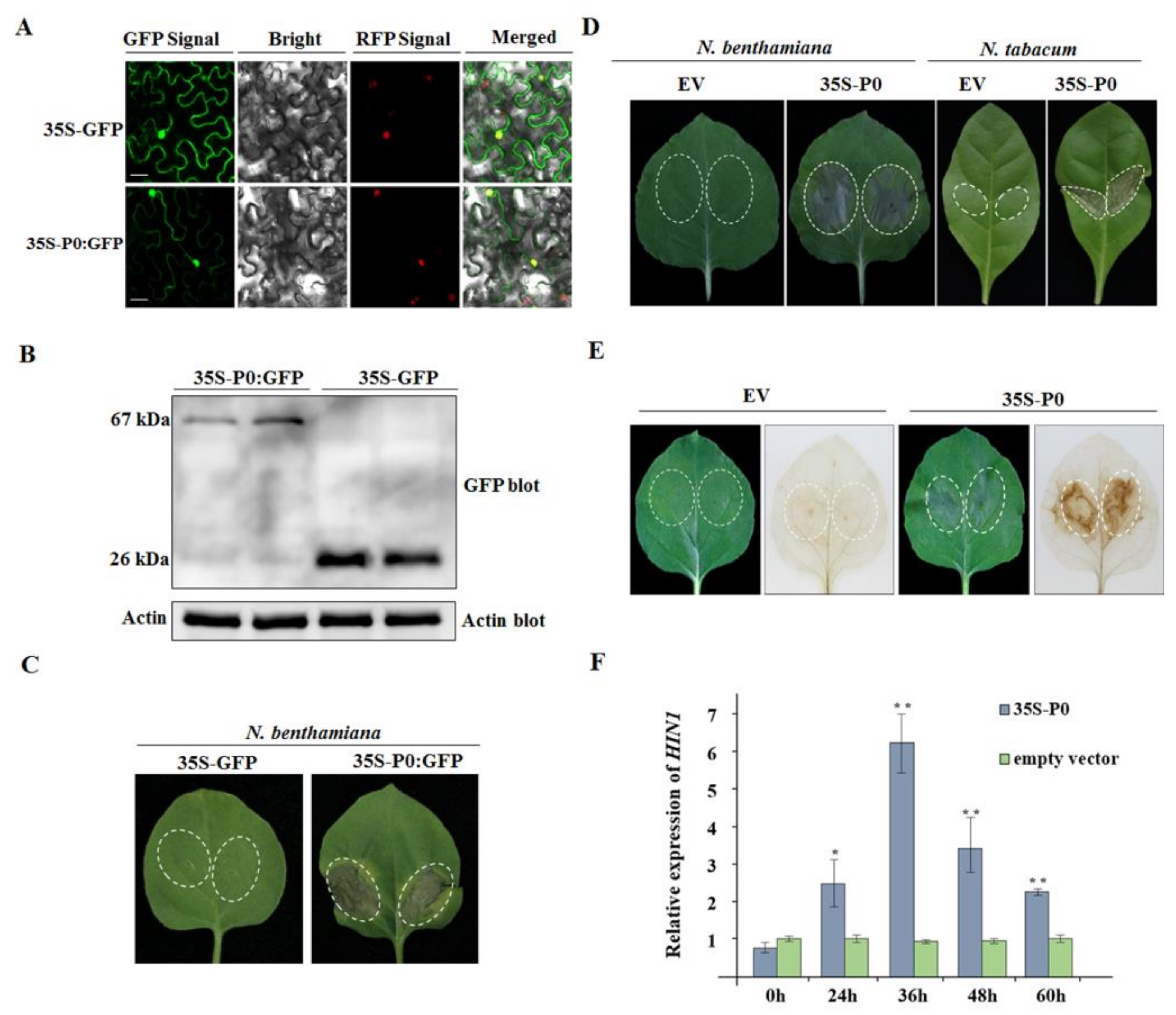 Ijms 24 00412 g007 Ijms 24 00412 g007